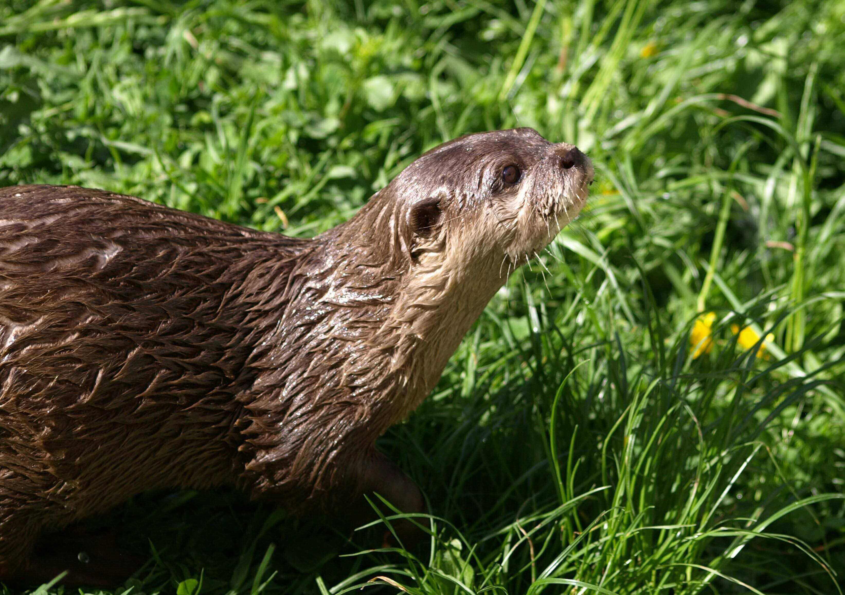 A close up of an animal in the grass