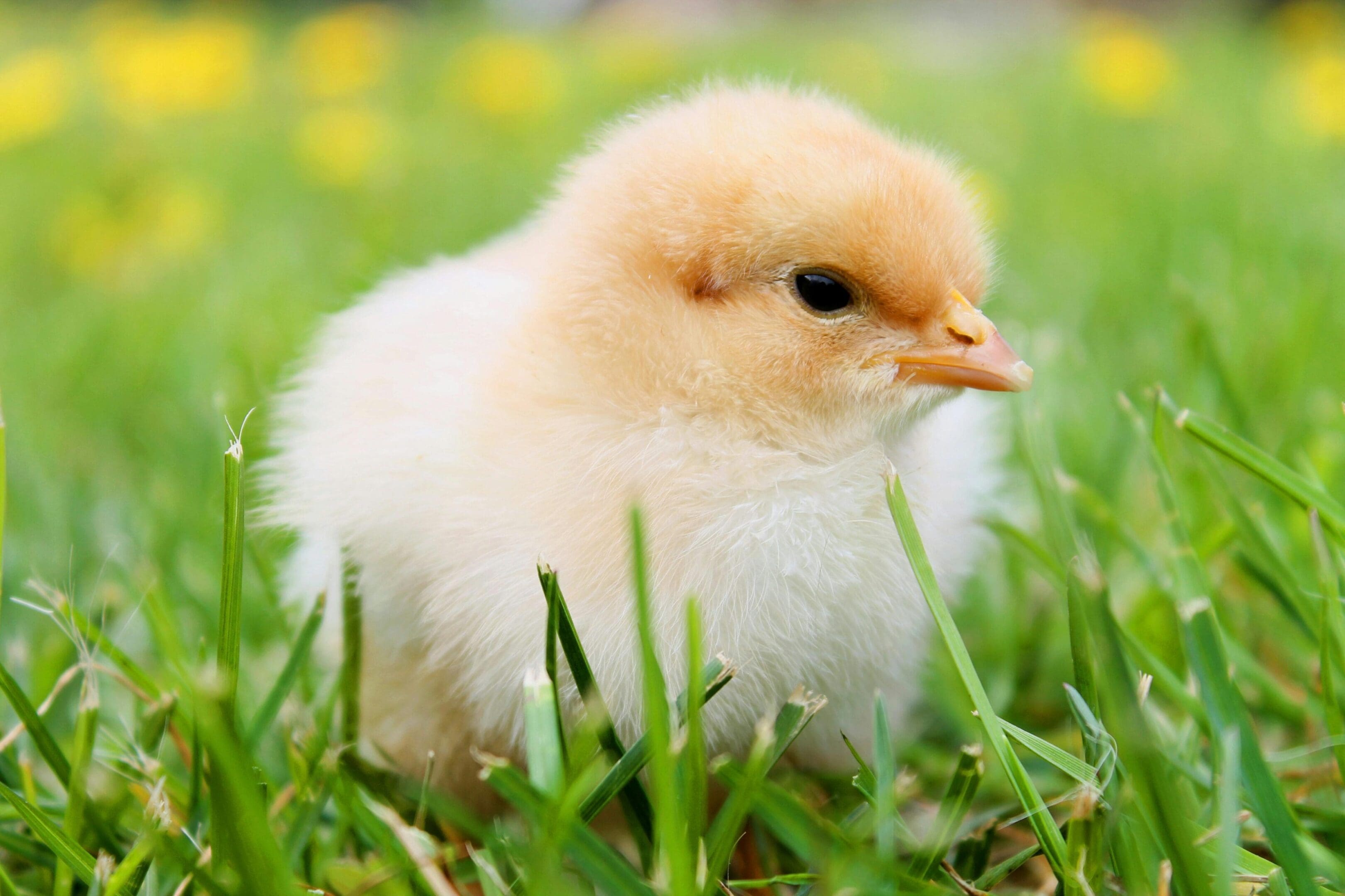 A baby chicken is standing in the grass.