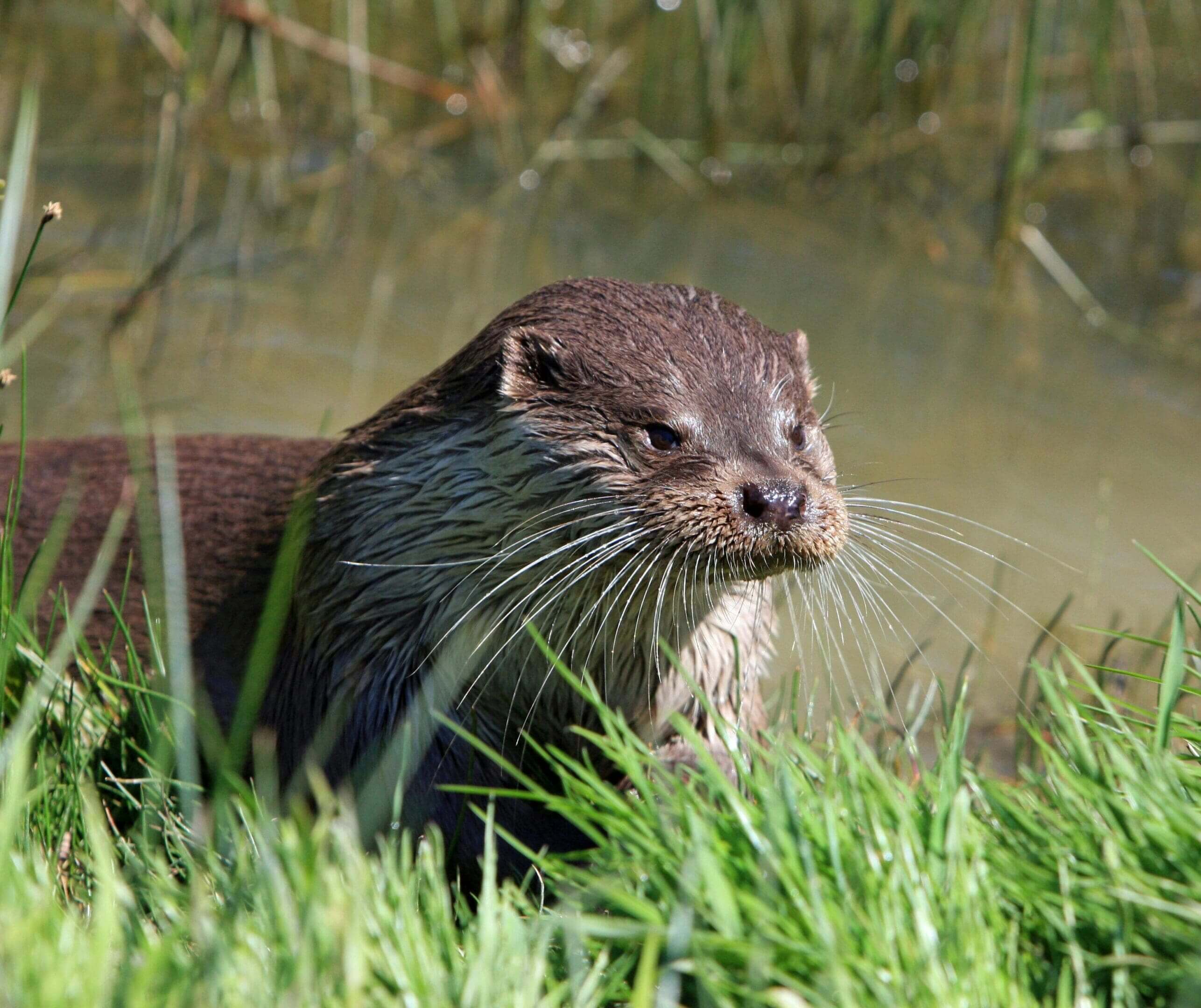 A close up of an animal in the grass
