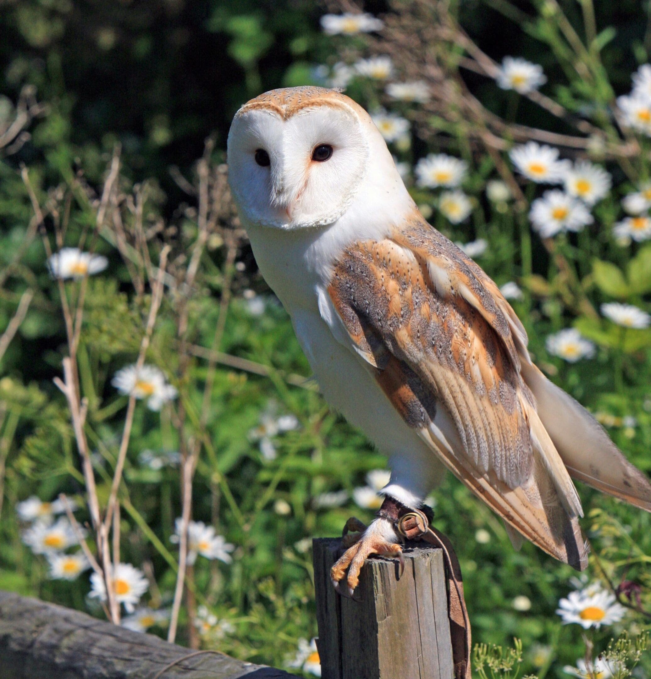 A bird sitting on top of a wooden post.