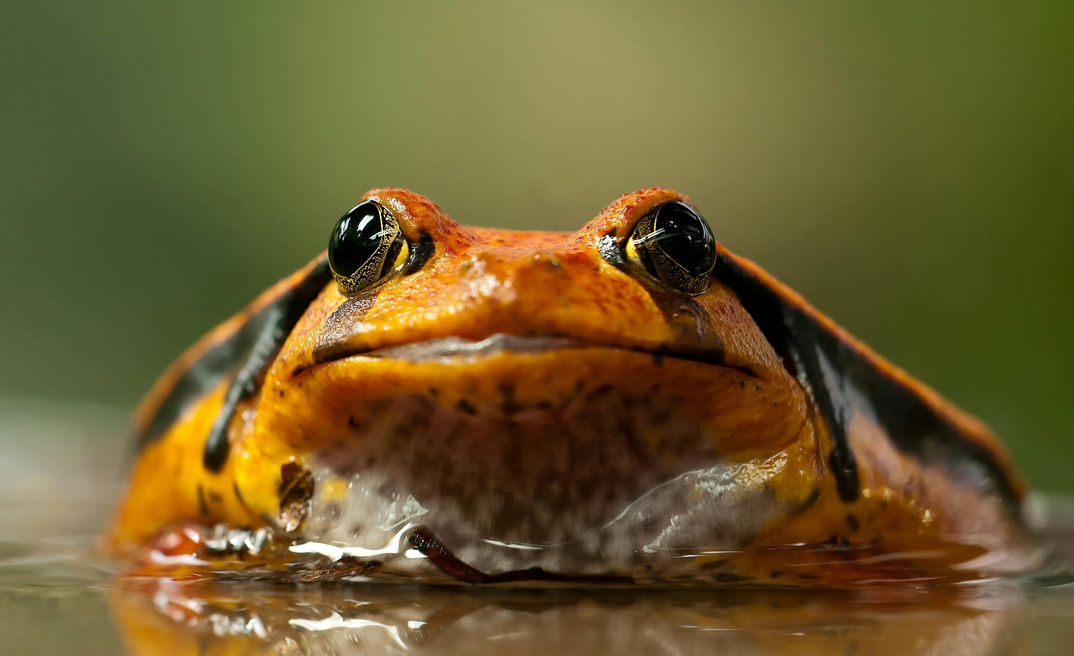 Orange frog in water, close-up.
