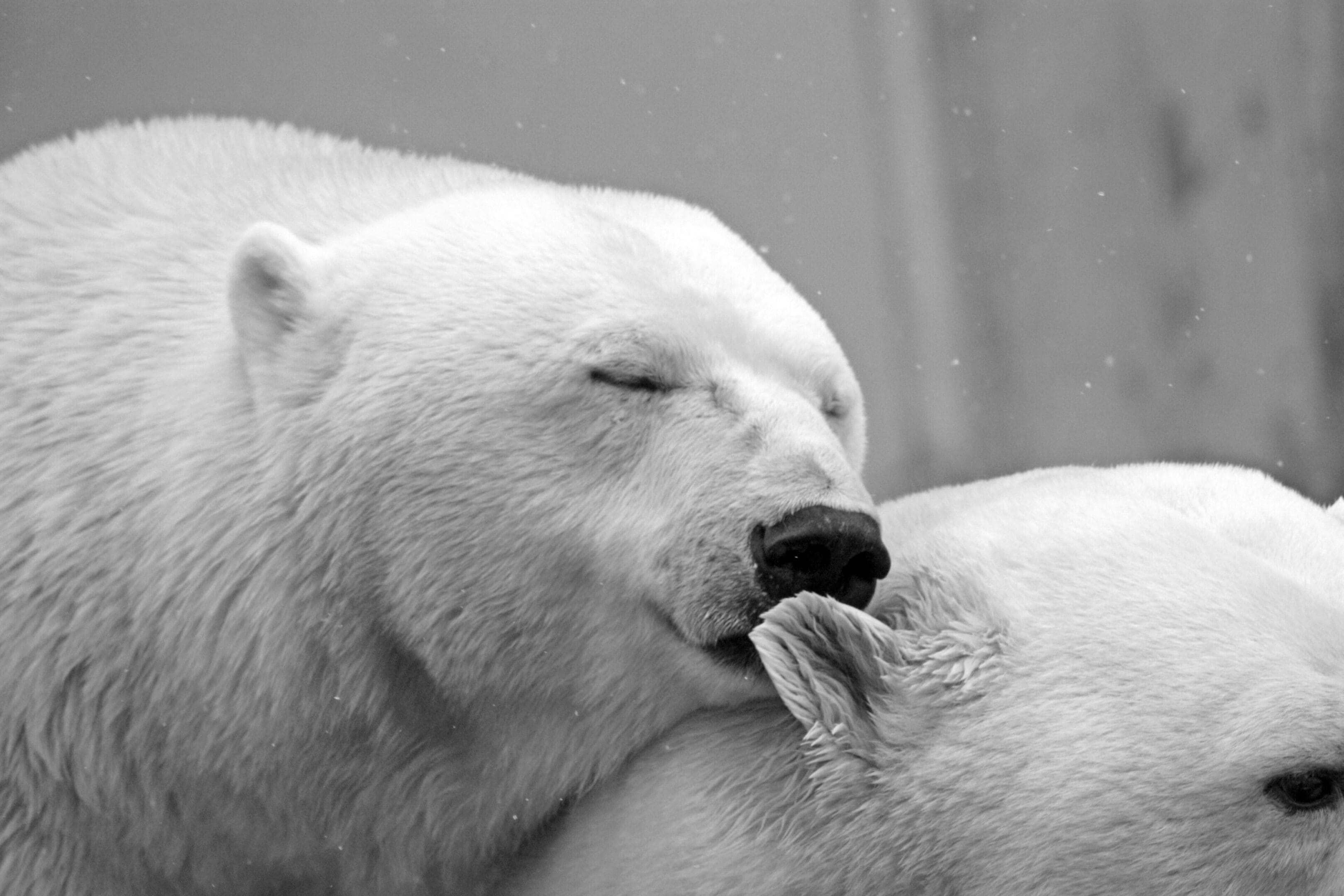 Two polar bears cuddling in the snow.