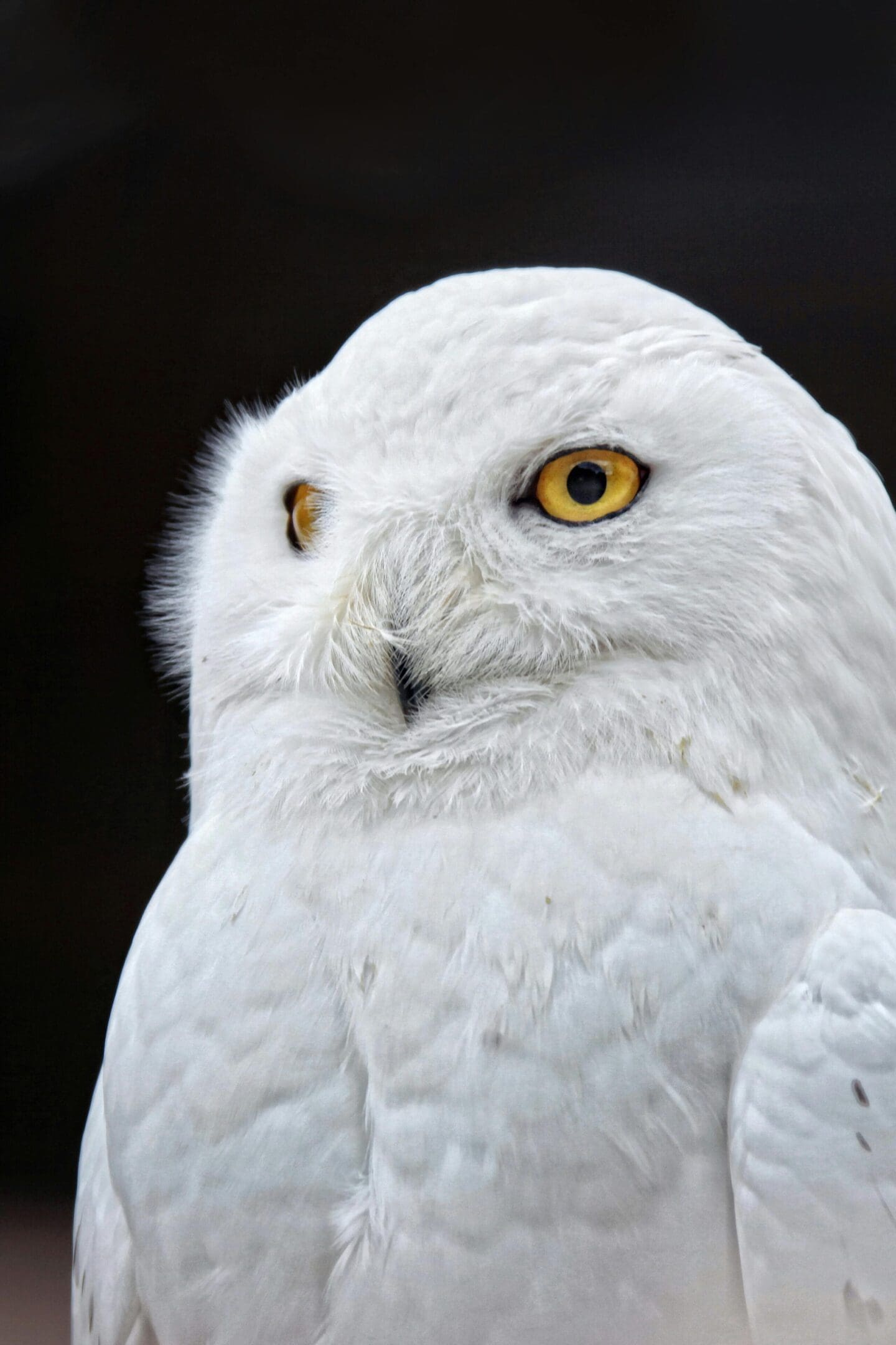 A white owl with yellow eyes looking at the camera.