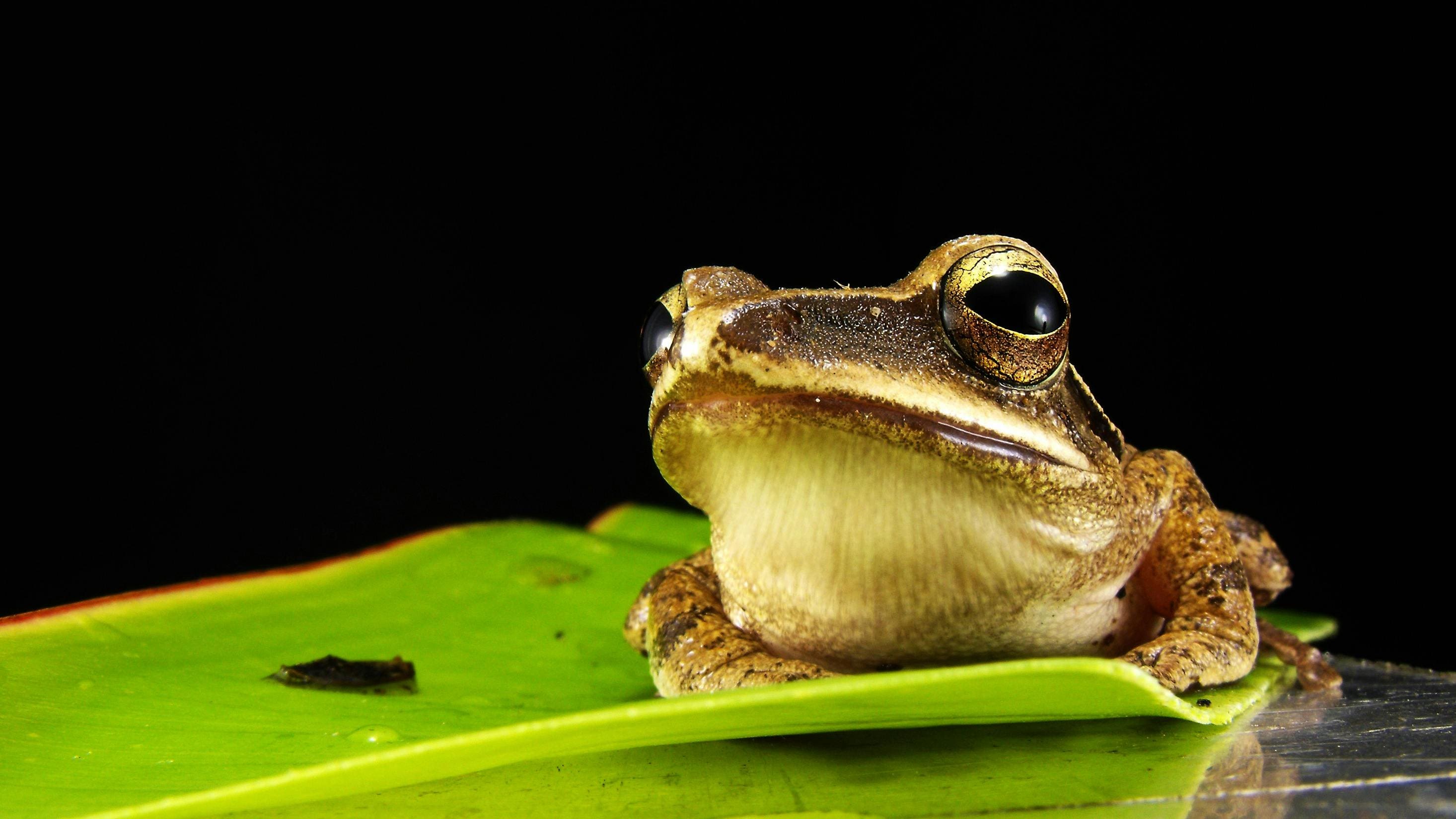 Small frog perched on green leaf.