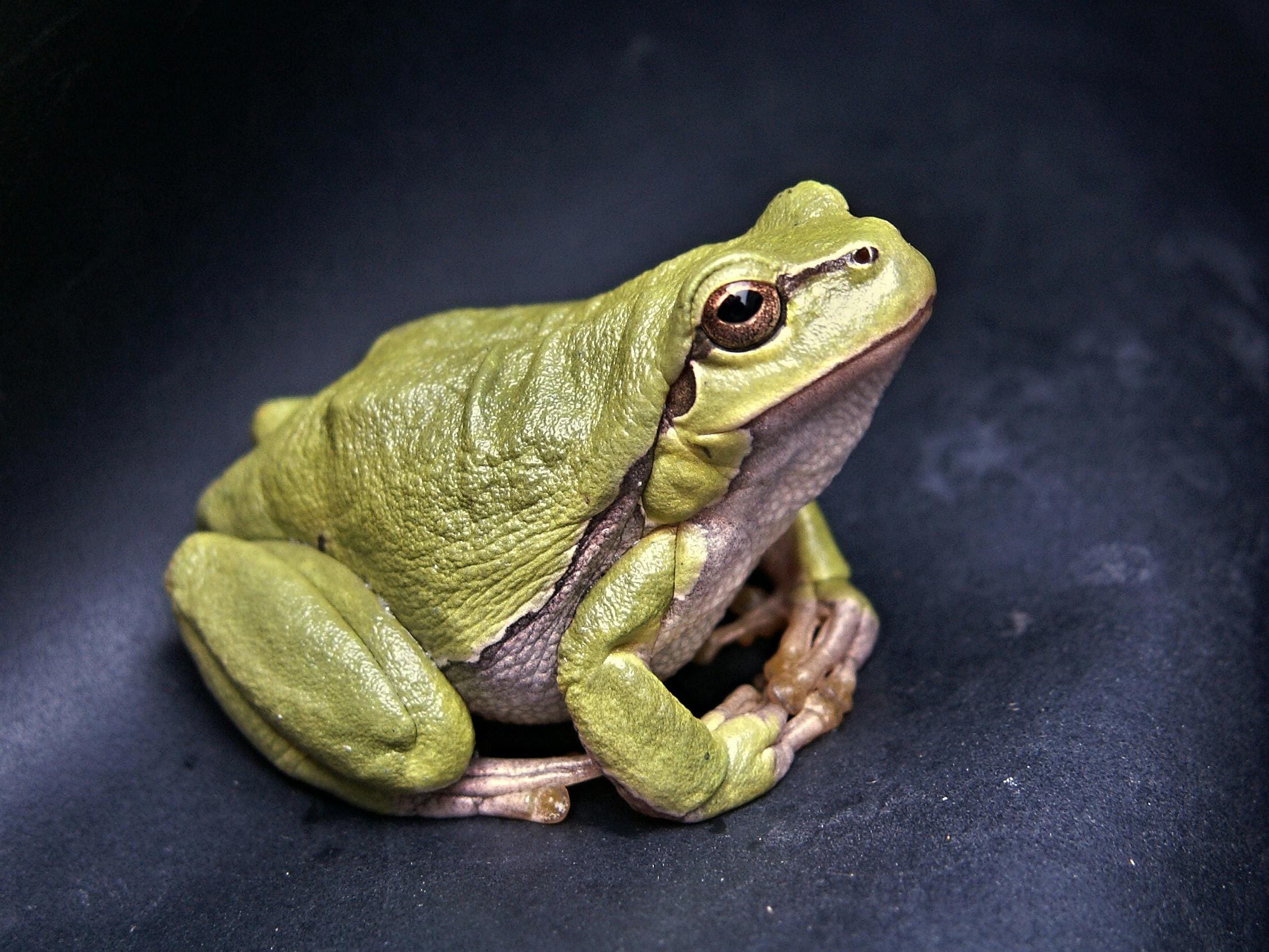 Green tree frog sitting on dark surface.