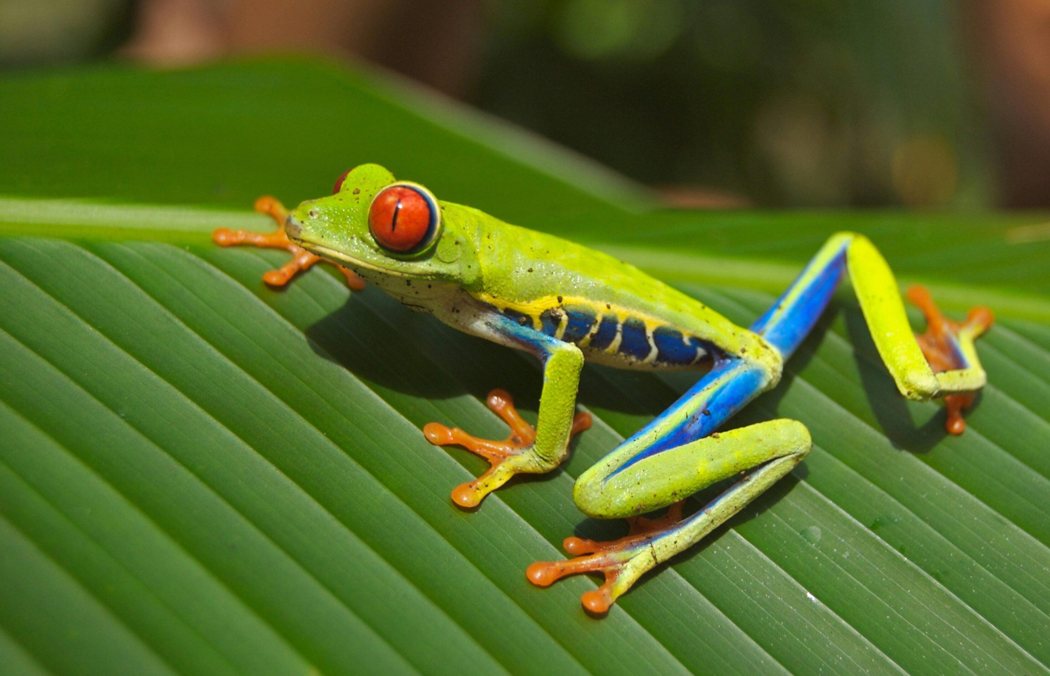 Red-eyed tree frog on green leaf.