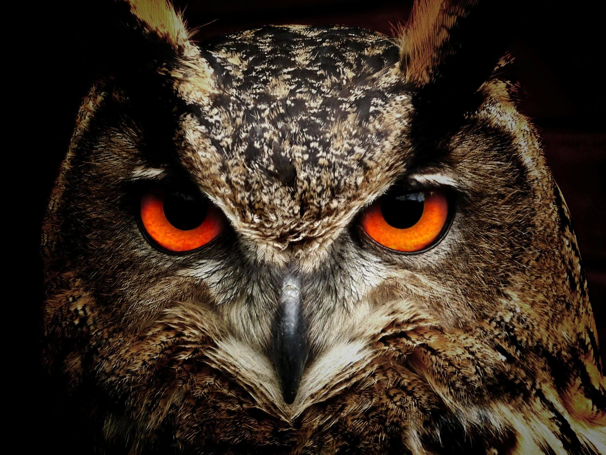 An owl with orange eyes and a black background