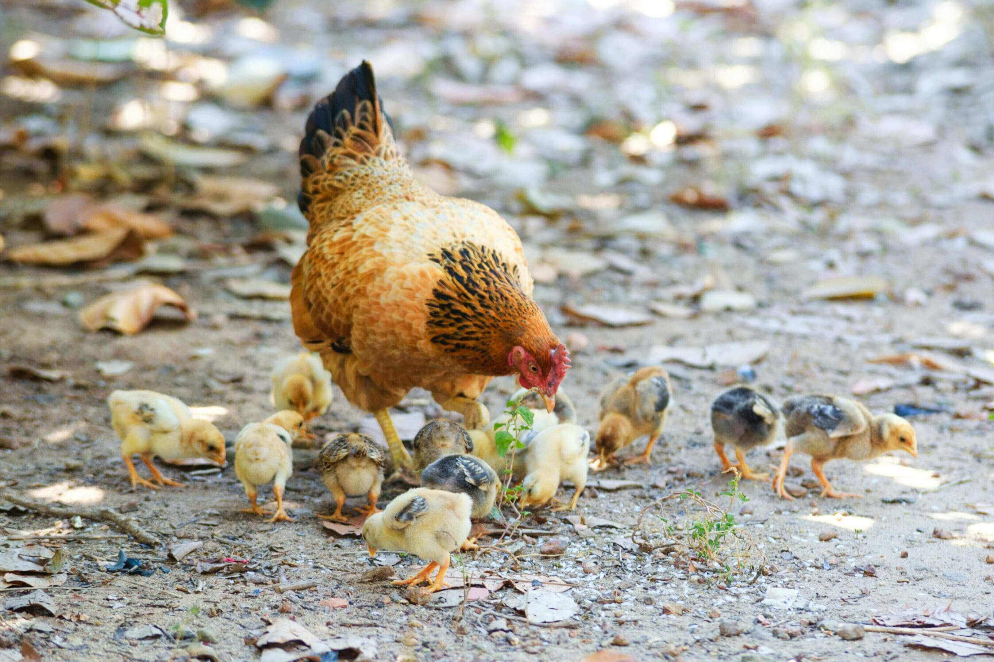 A chicken and her chicks are walking on the ground.