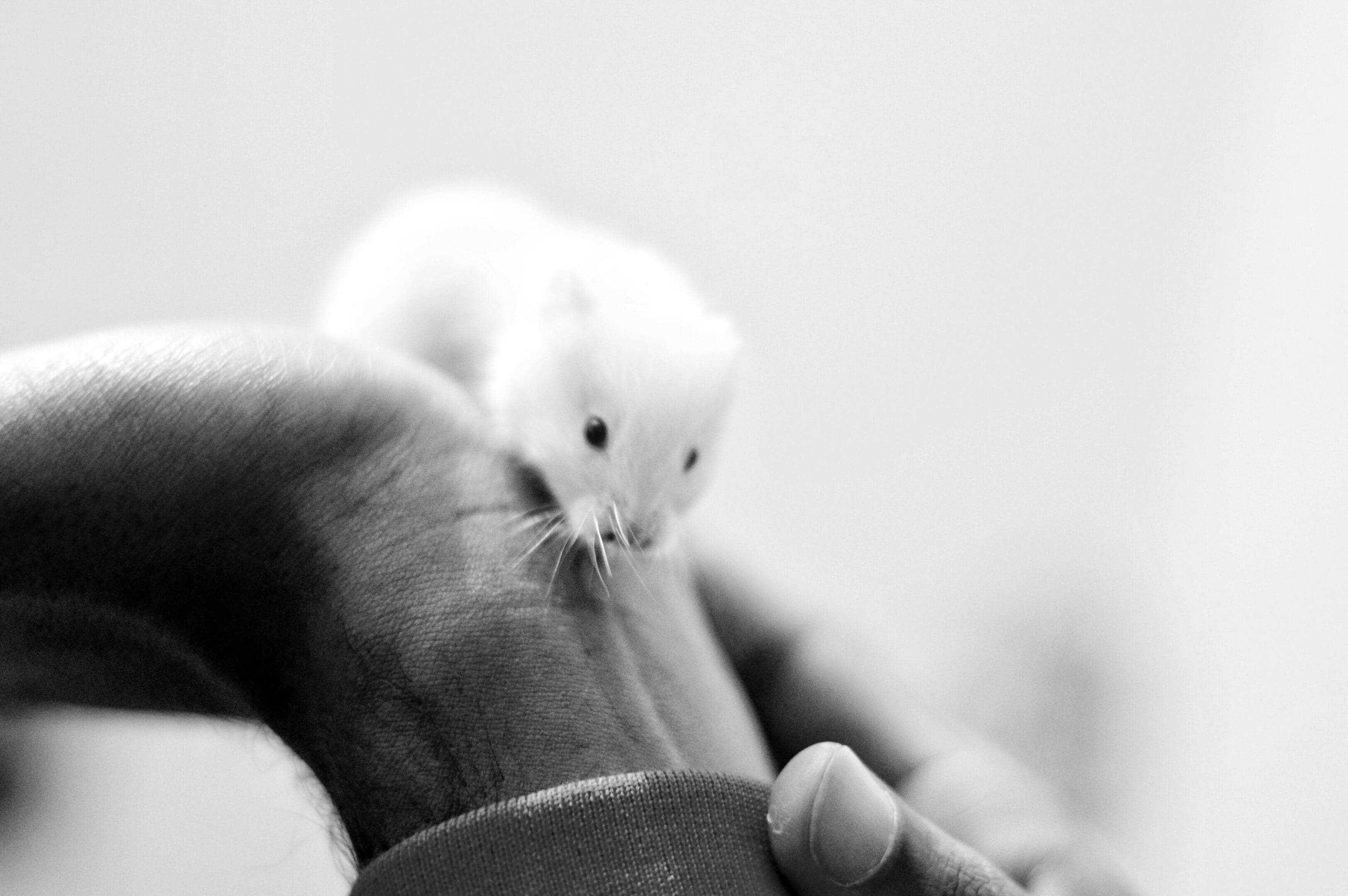 A white mouse is sitting on top of a cat.