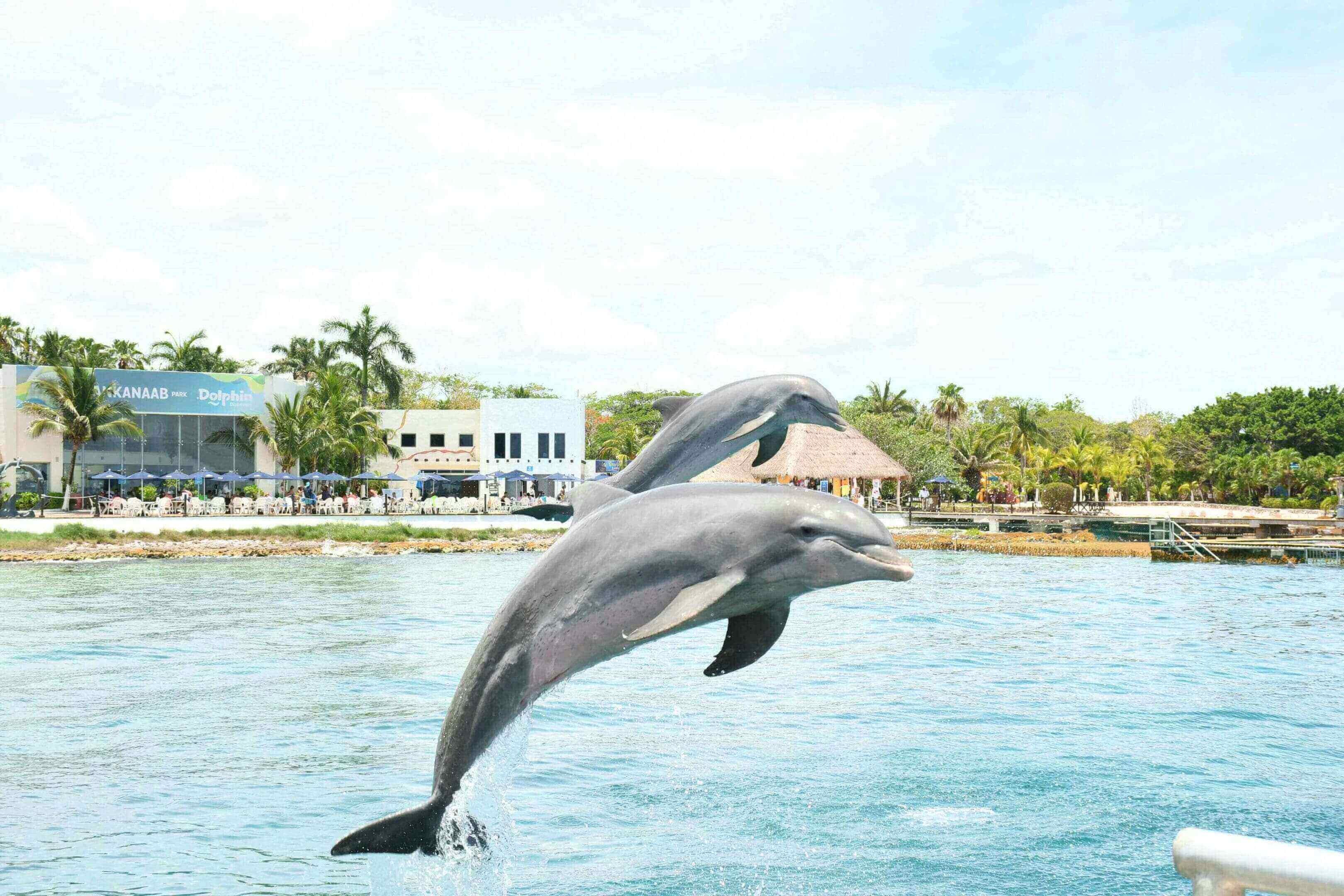 Two dolphins jumping in the air over a body of water.