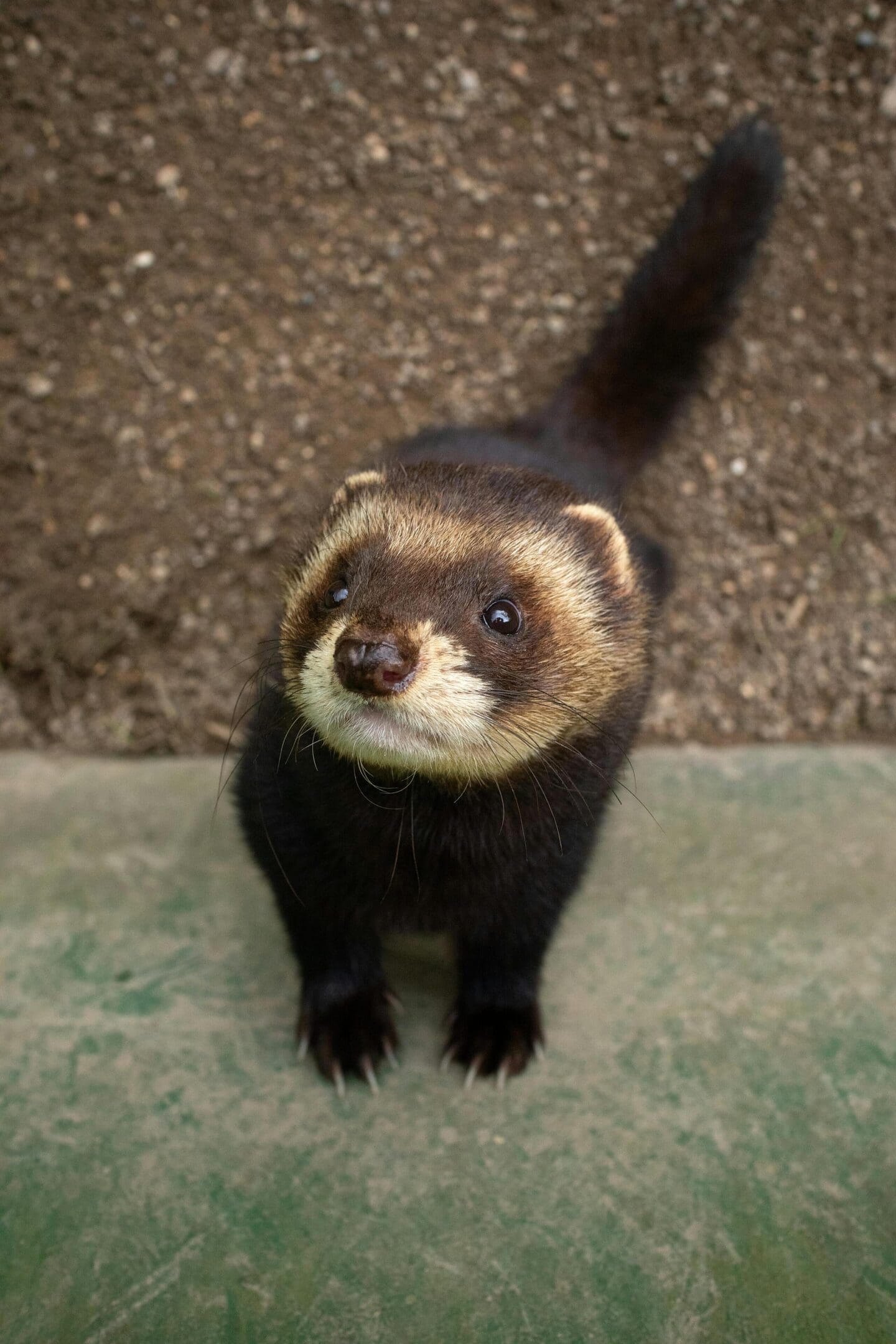 A ferret standing on the ground looking at the camera.