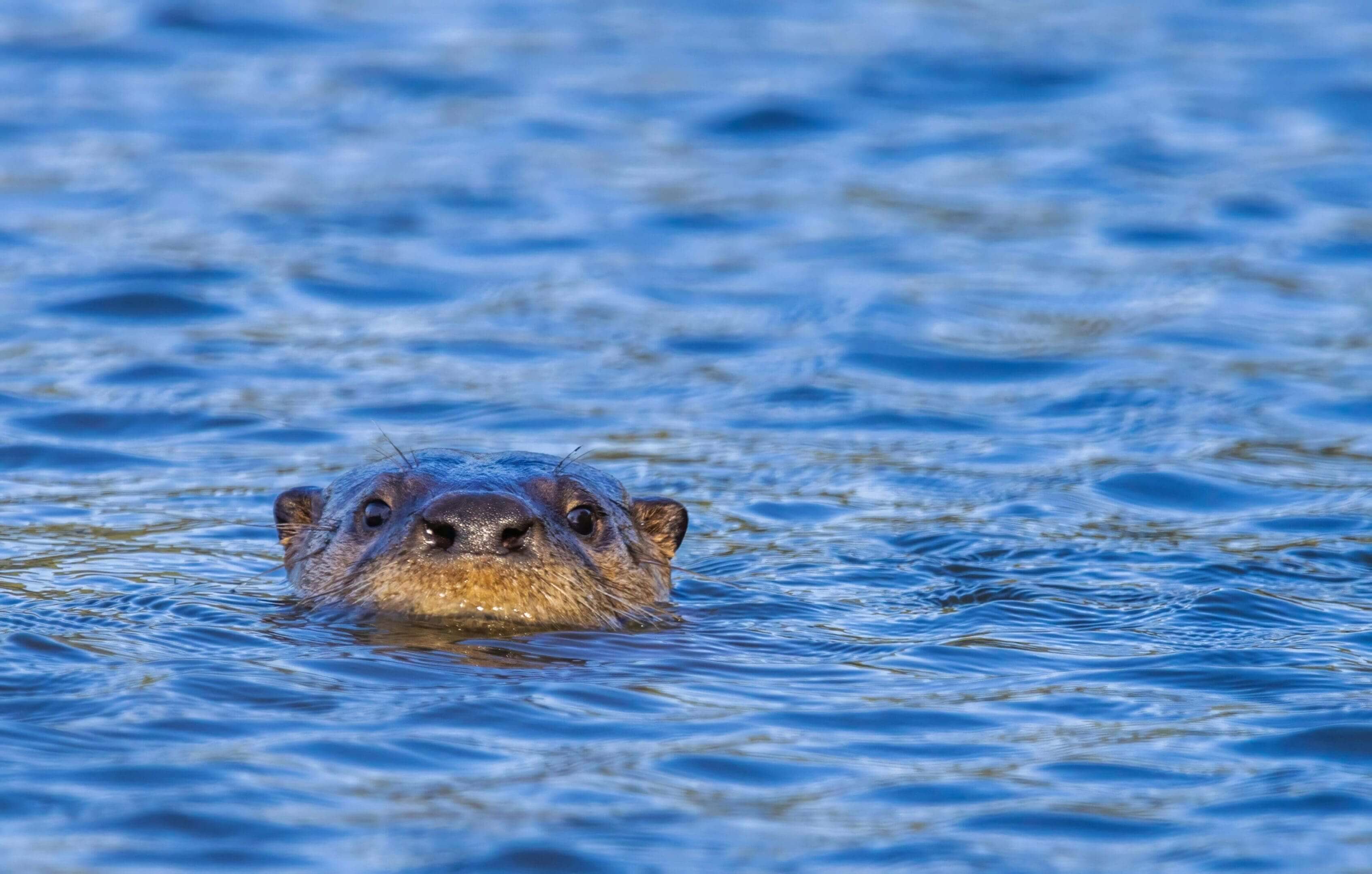 A close up of an animal swimming in the water
