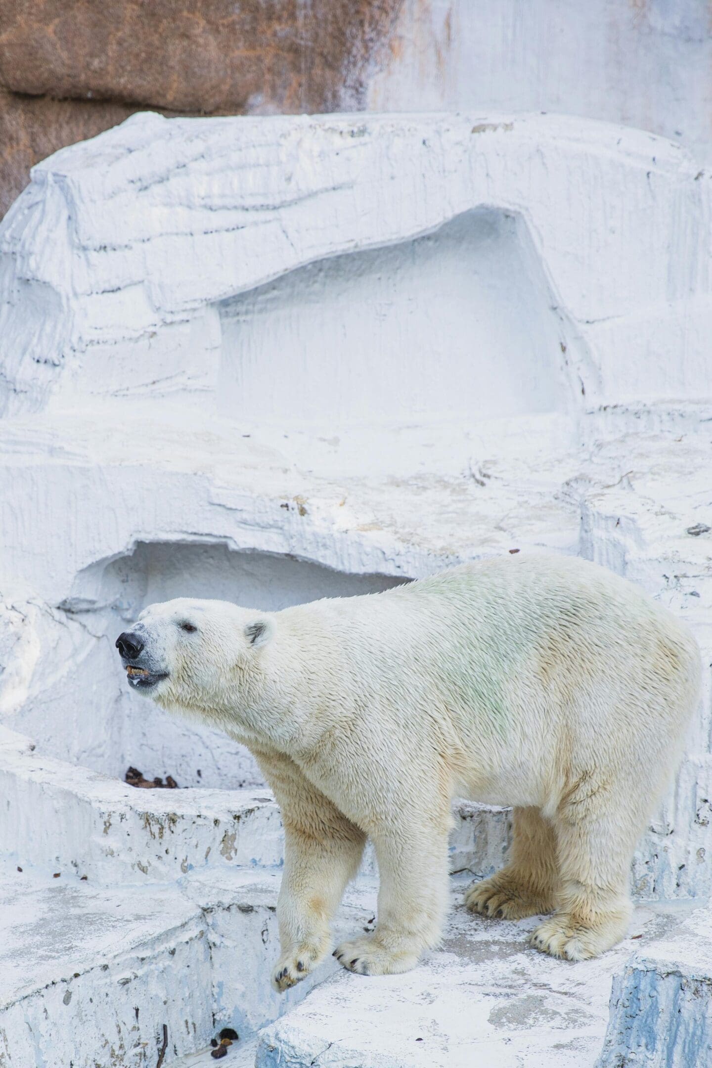 Polar bear standing on white rocks.