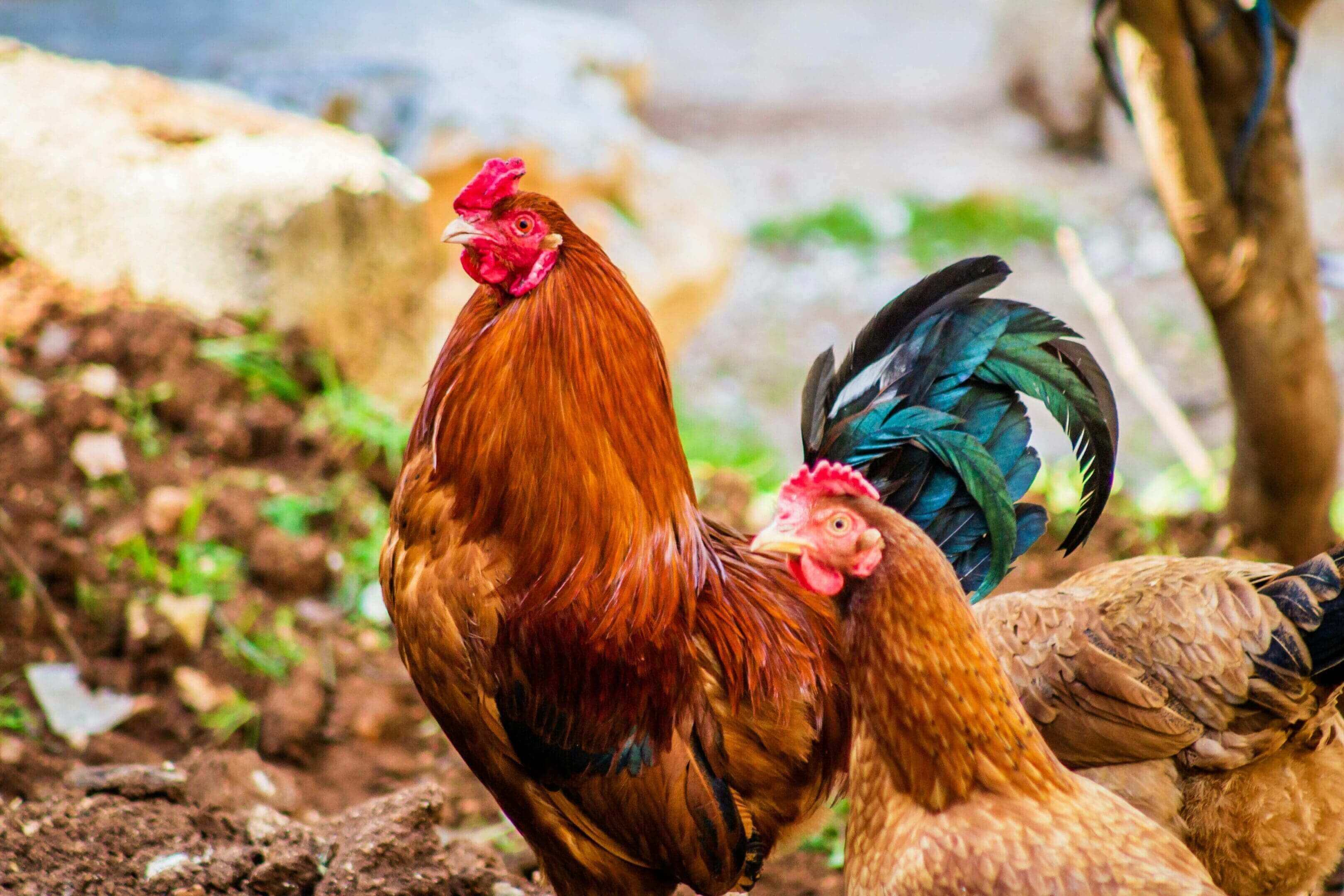 A rooster and hen standing next to each other.