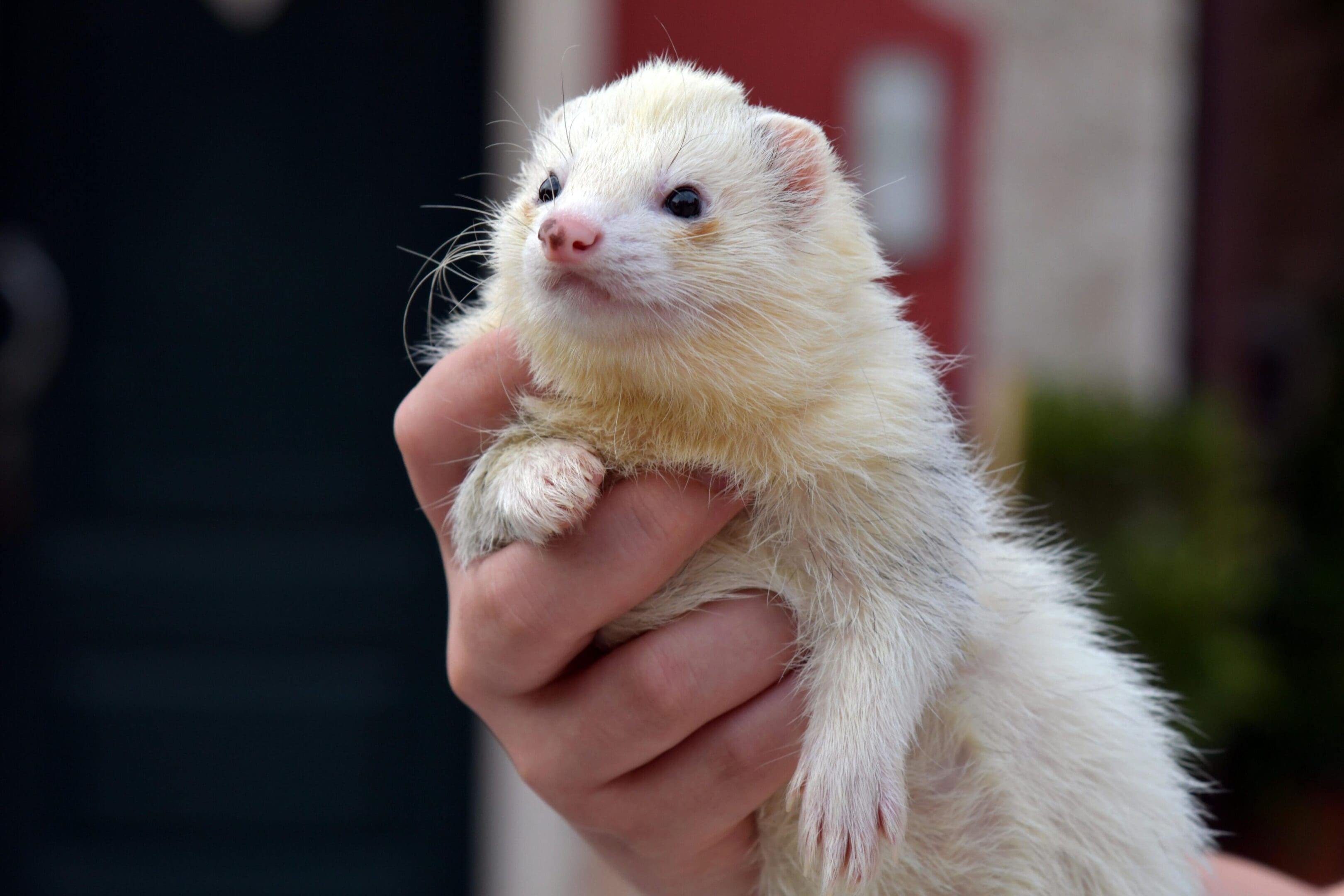A person holding a white ferret in their hand.
