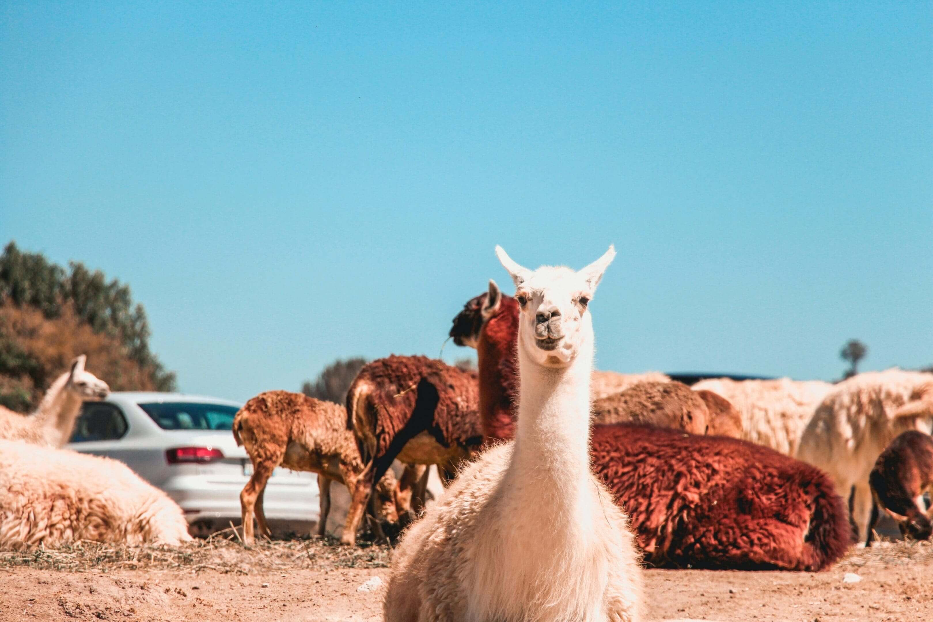A llama standing in the dirt with other animals.