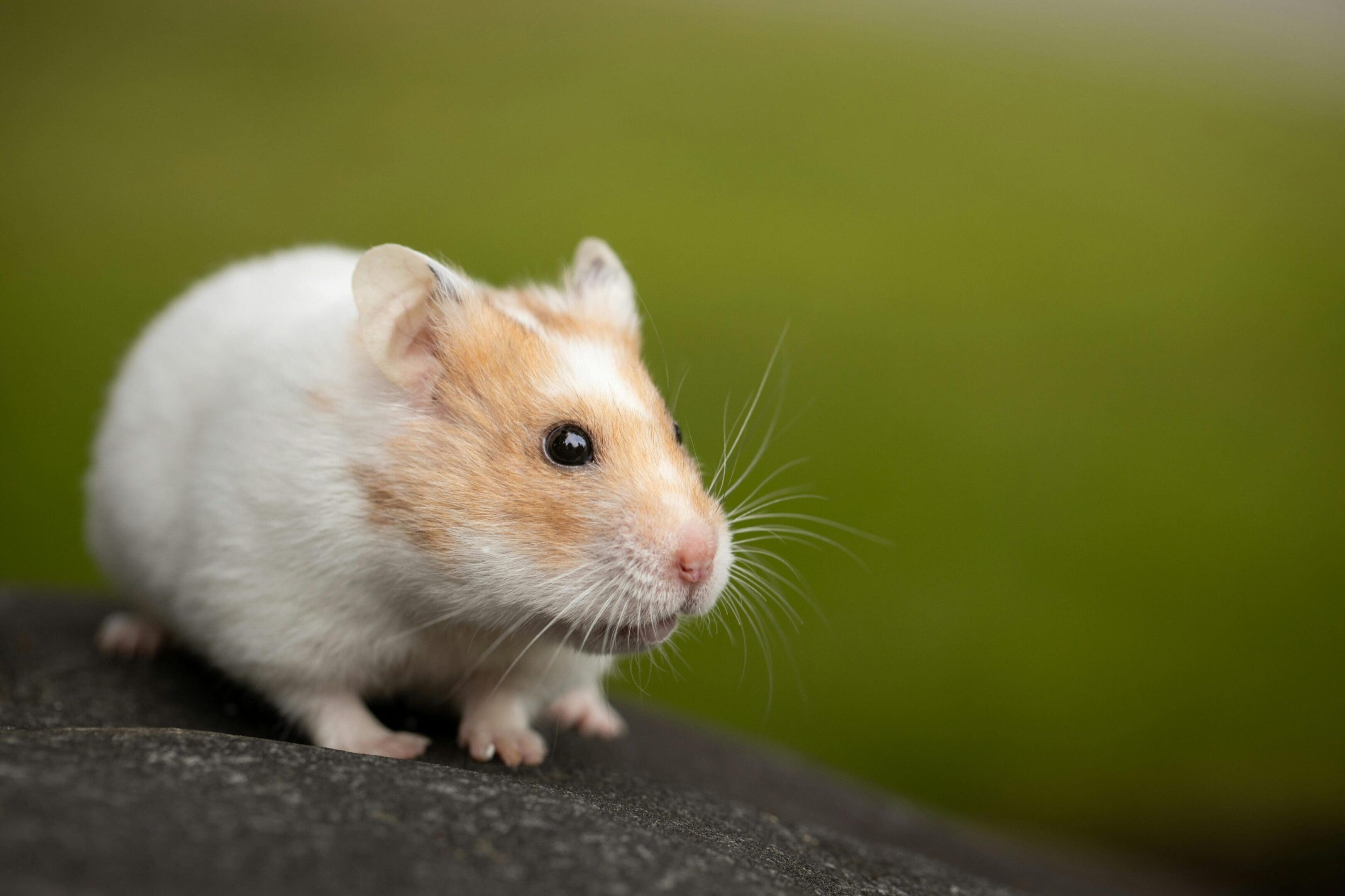 A hamster is standing on the ground looking at something.