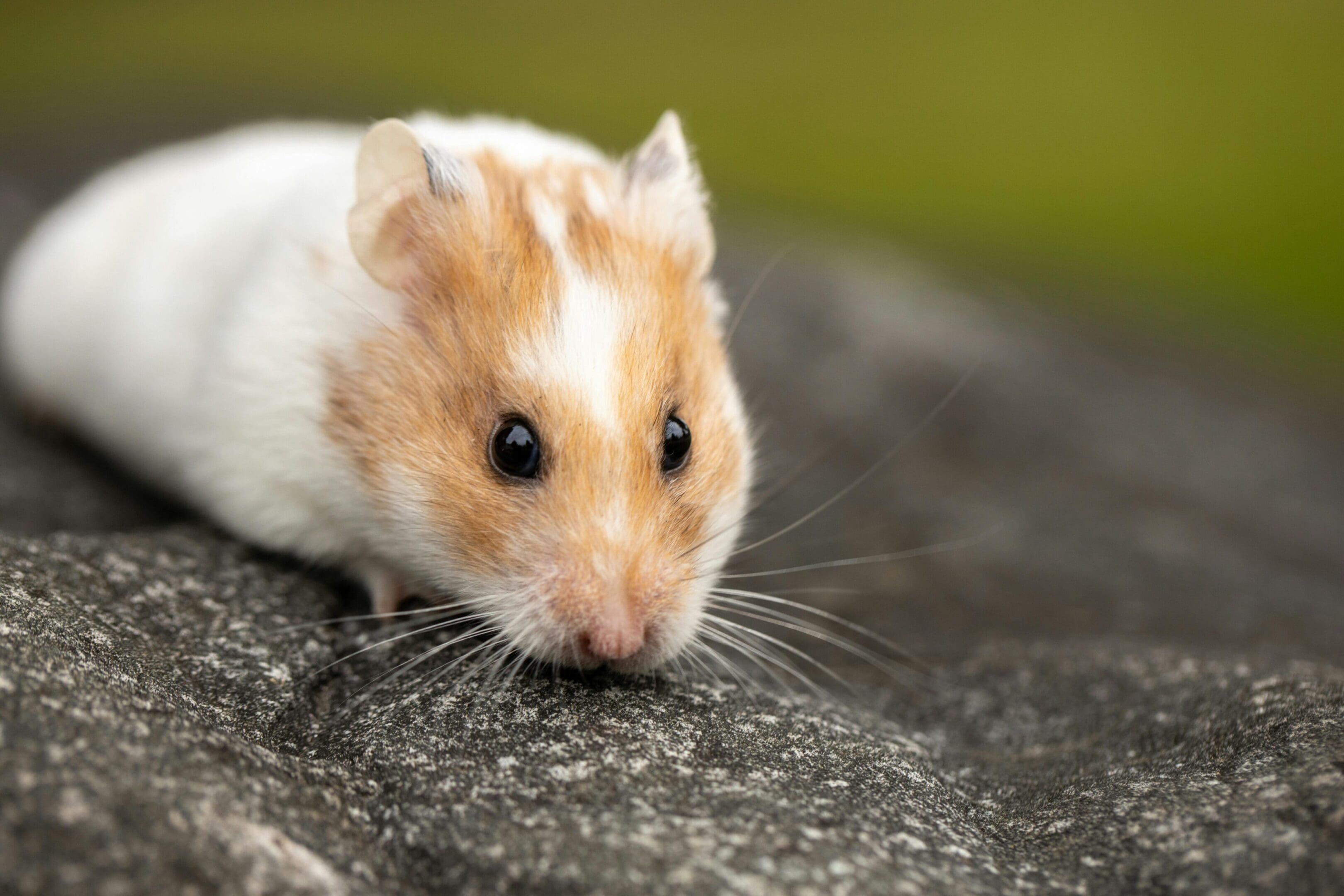 A hamster is sitting on the ground looking at something.
