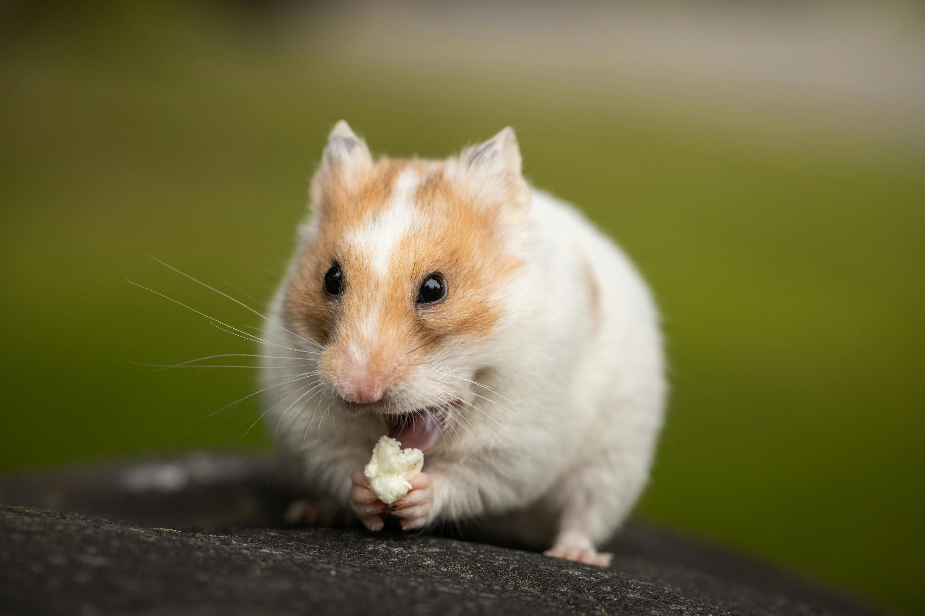 A hamster eating something while standing on top of a tree.