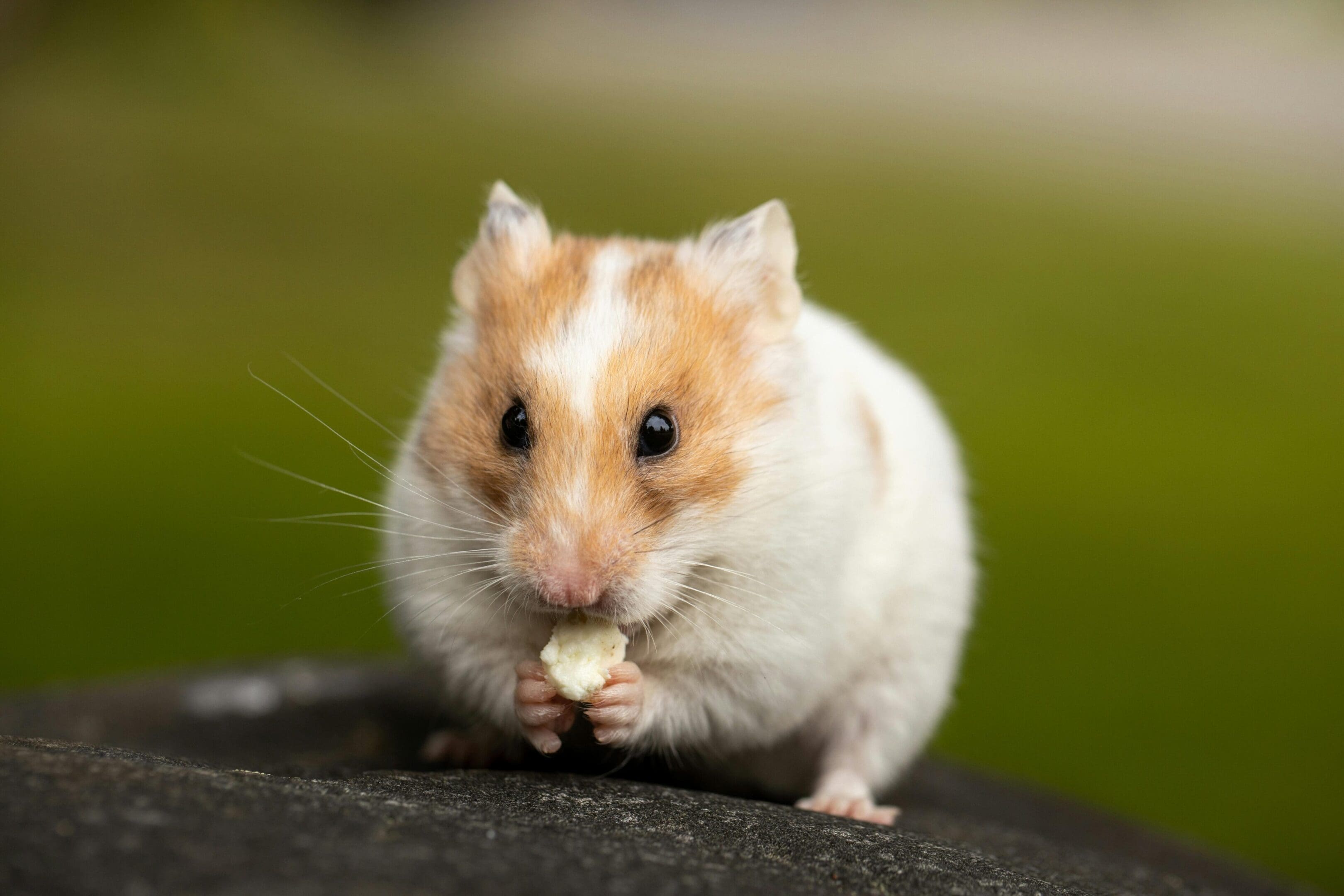 A hamster eating something on top of a tree.