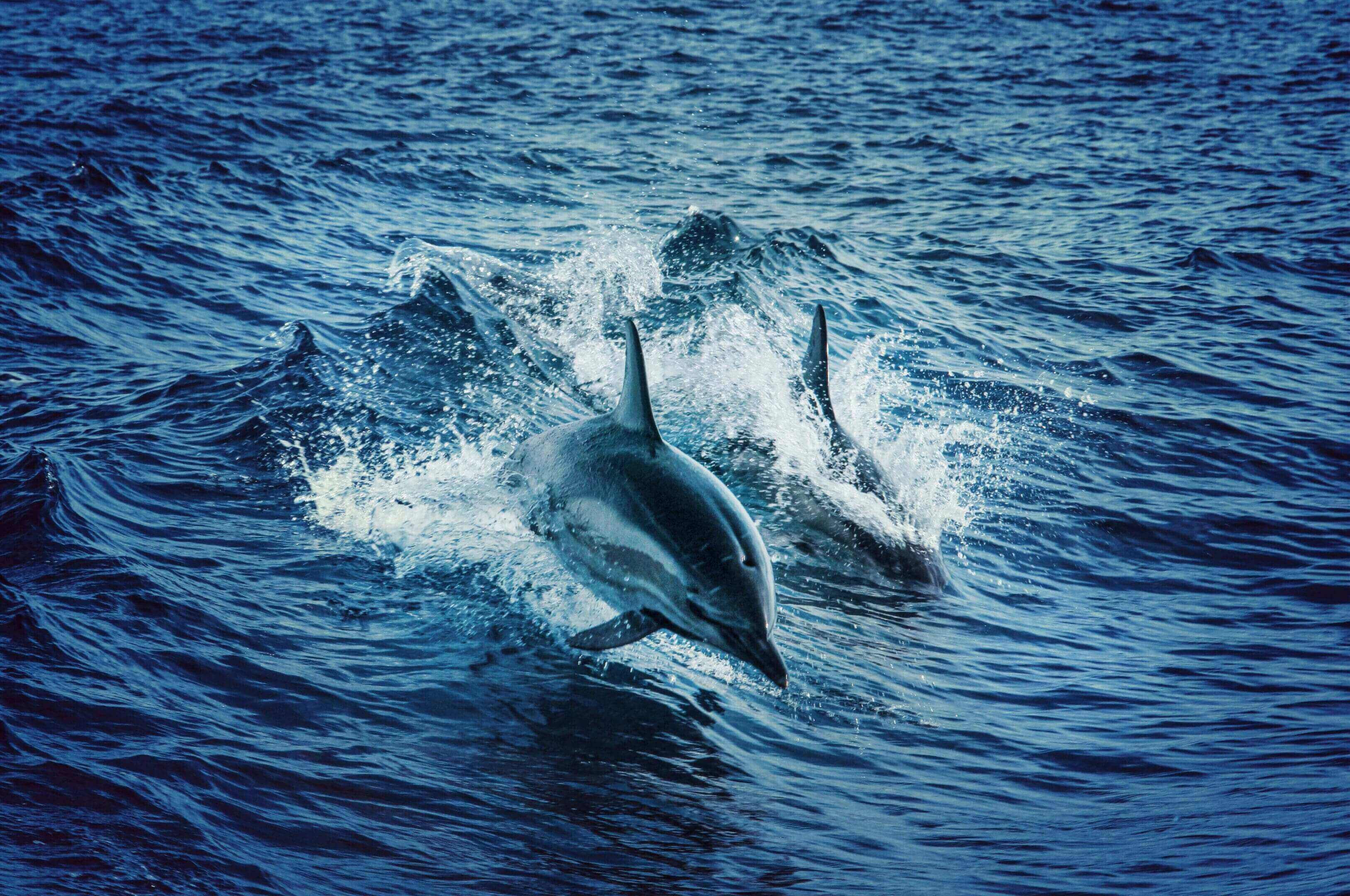Two dolphins are swimming in the ocean.