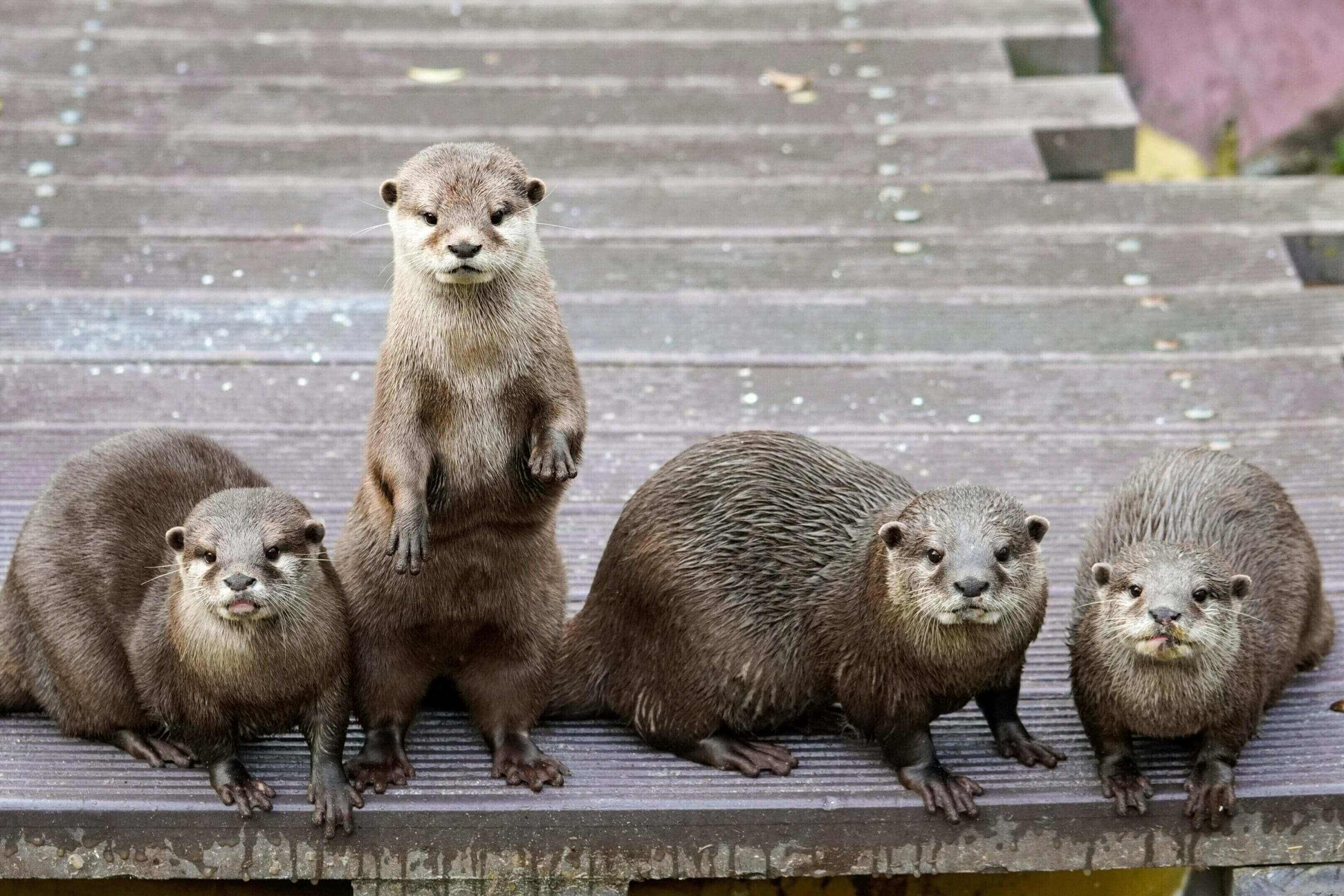 A group of otters sitting on top of steps.