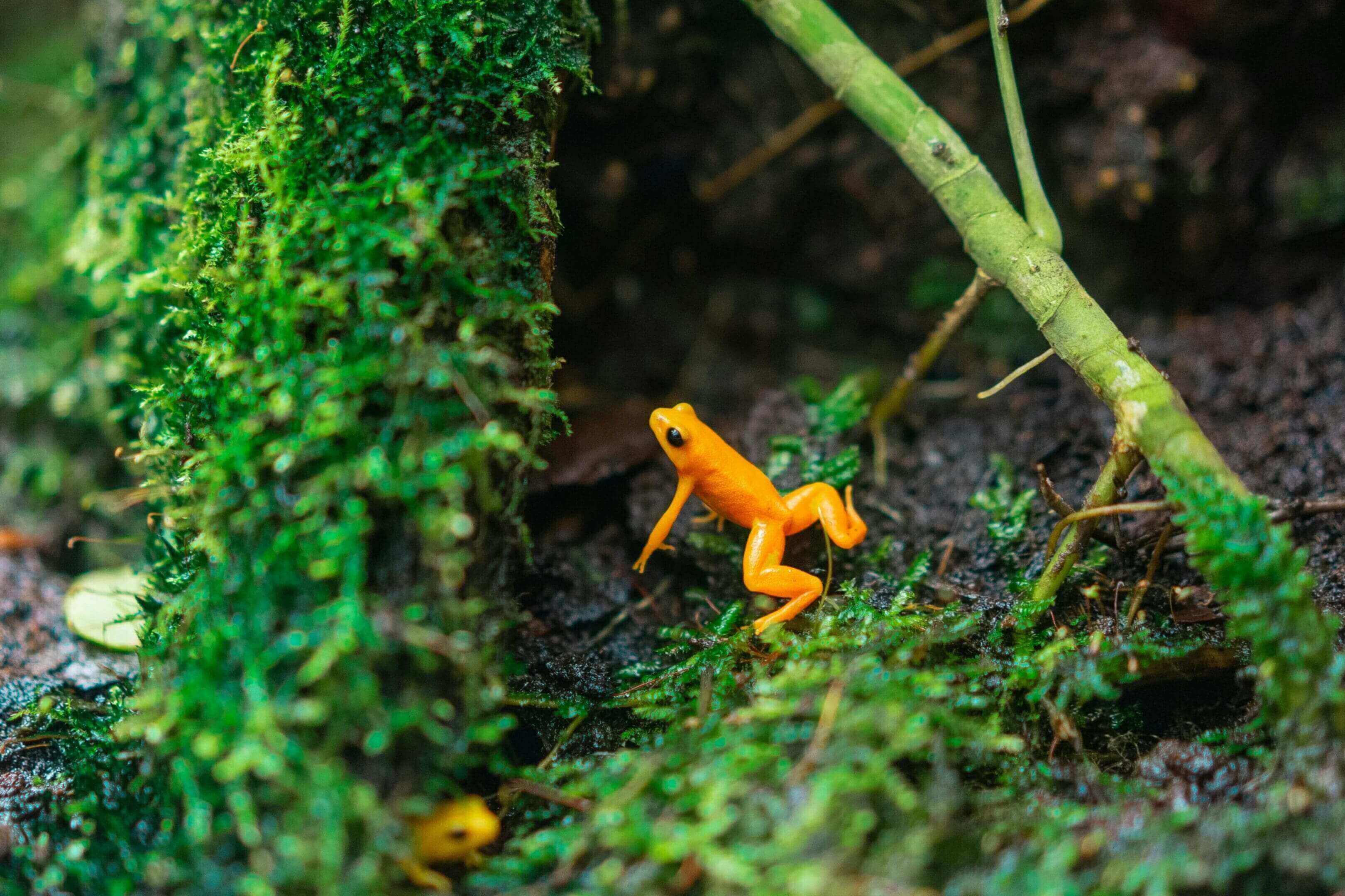 Golden poison frog in mossy habitat.