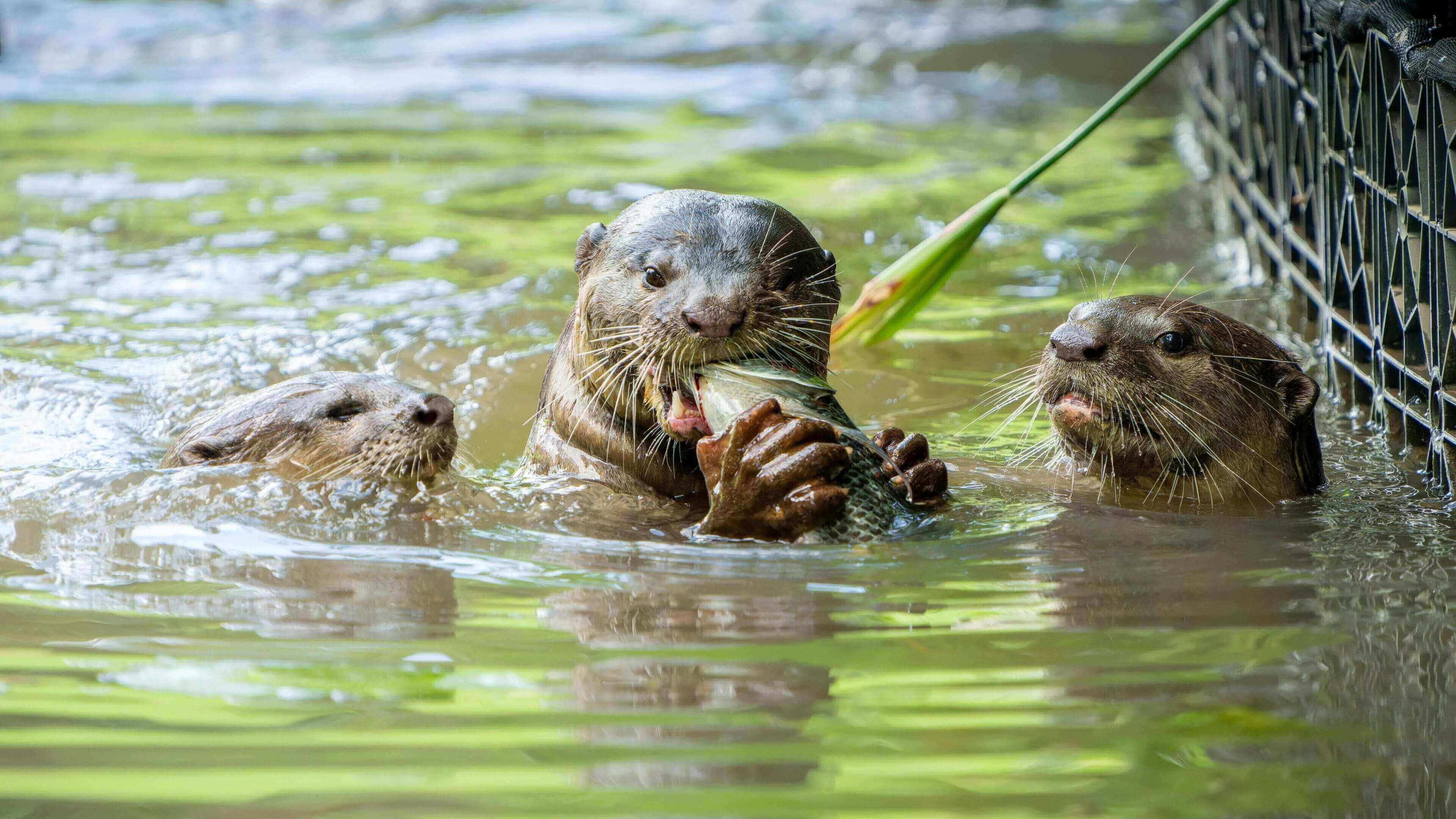 Three otters are swimming in the water.