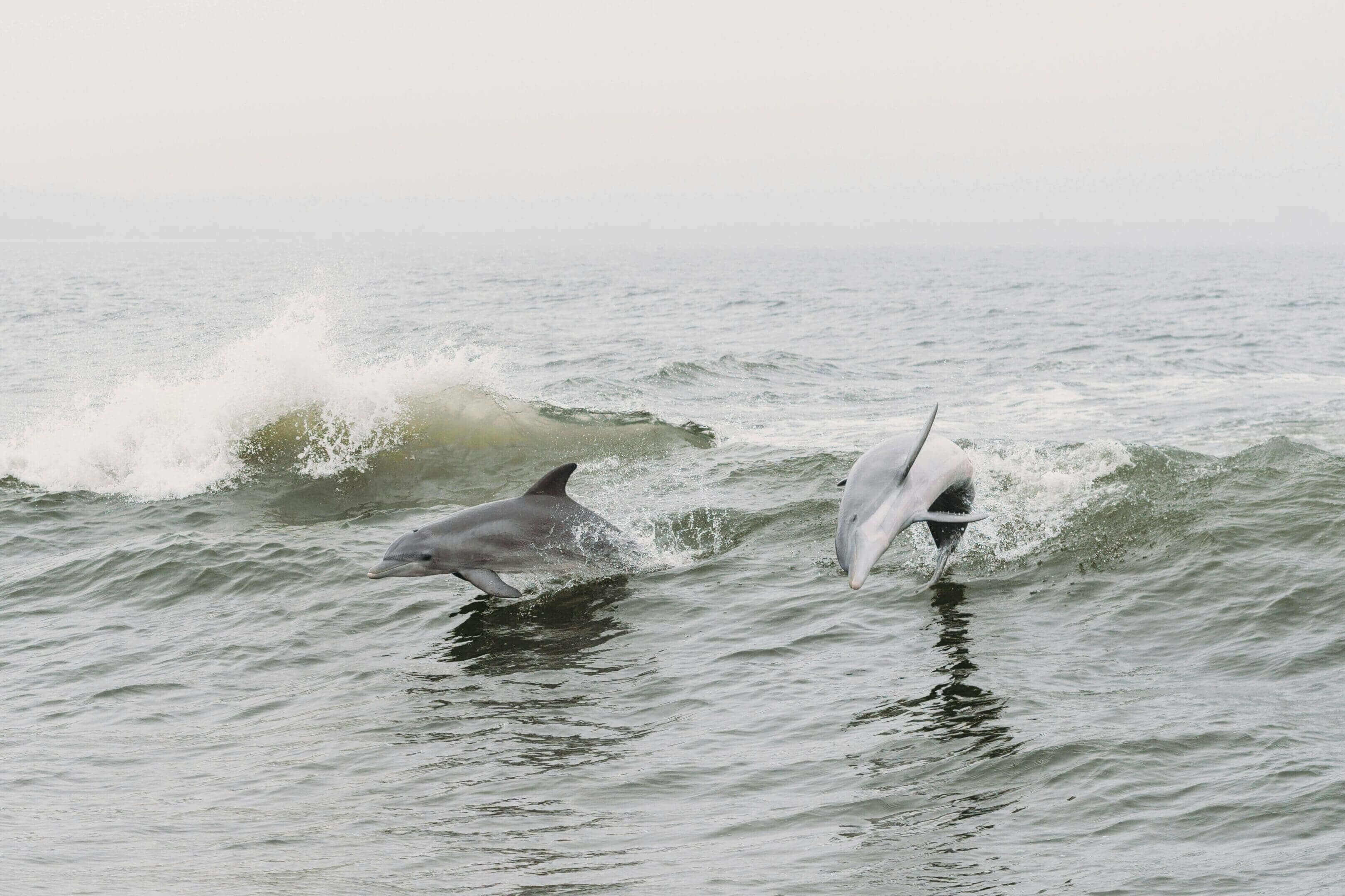 Two dolphins are swimming in the ocean.