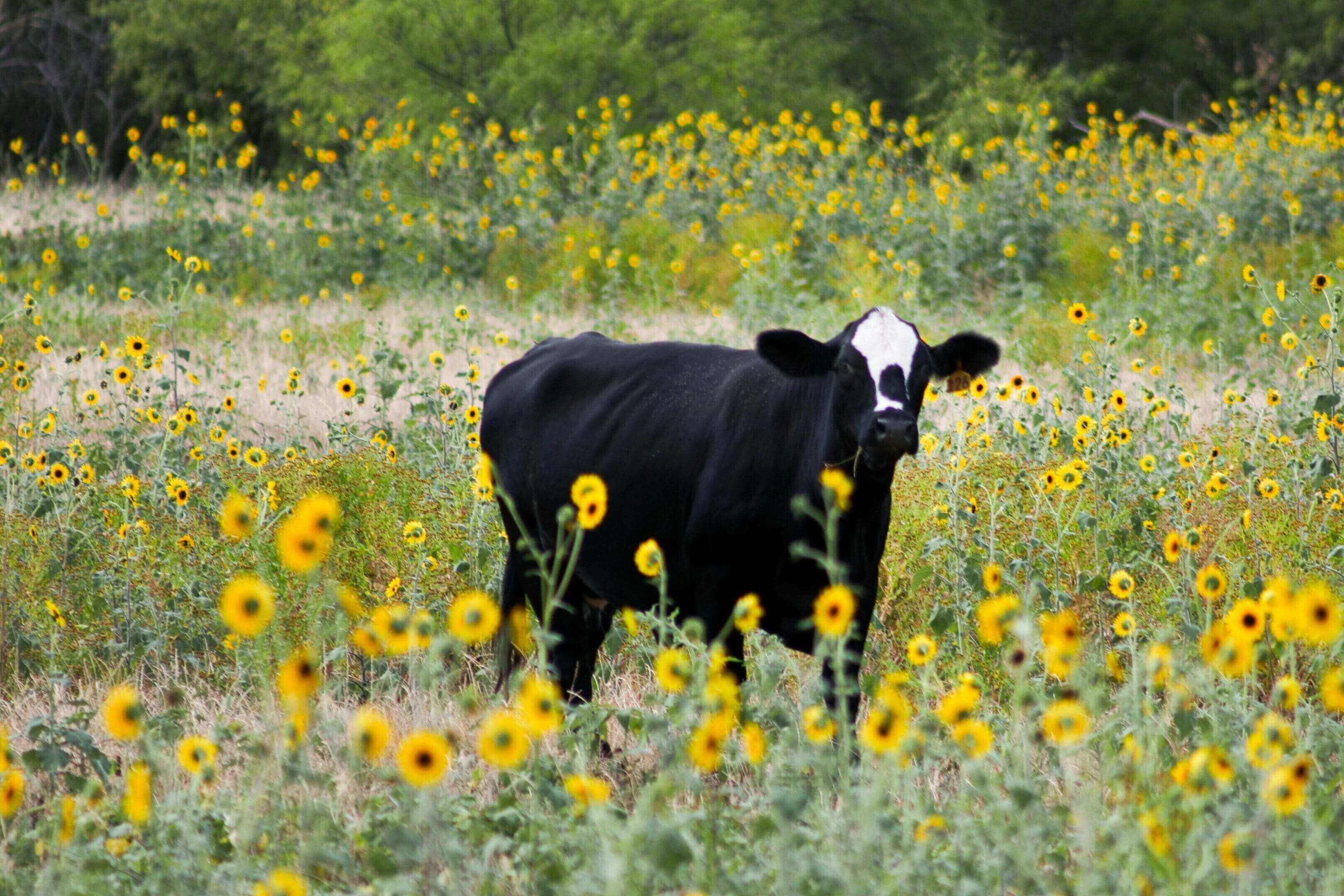 A cow standing in the middle of a field.