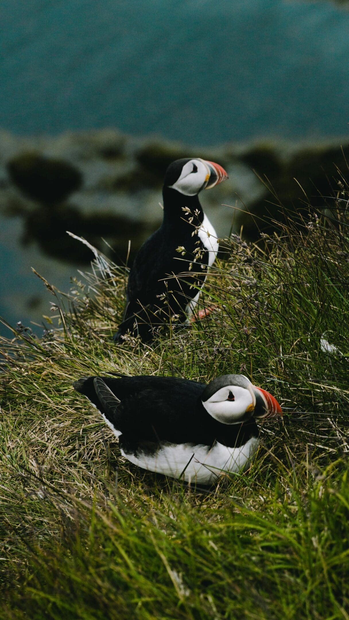 Two puffins in grassy habitat.