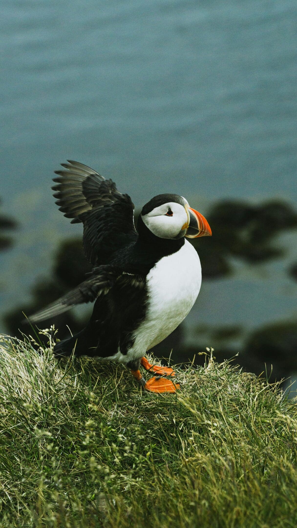 Atlantic puffin with wings outstretched.