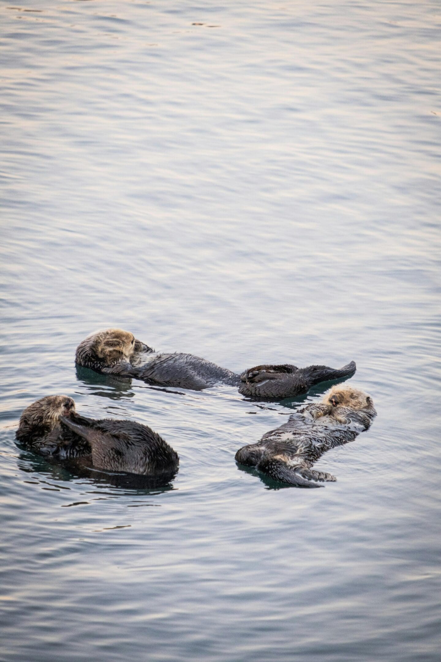 Four sea otters floating on top of a body of water.