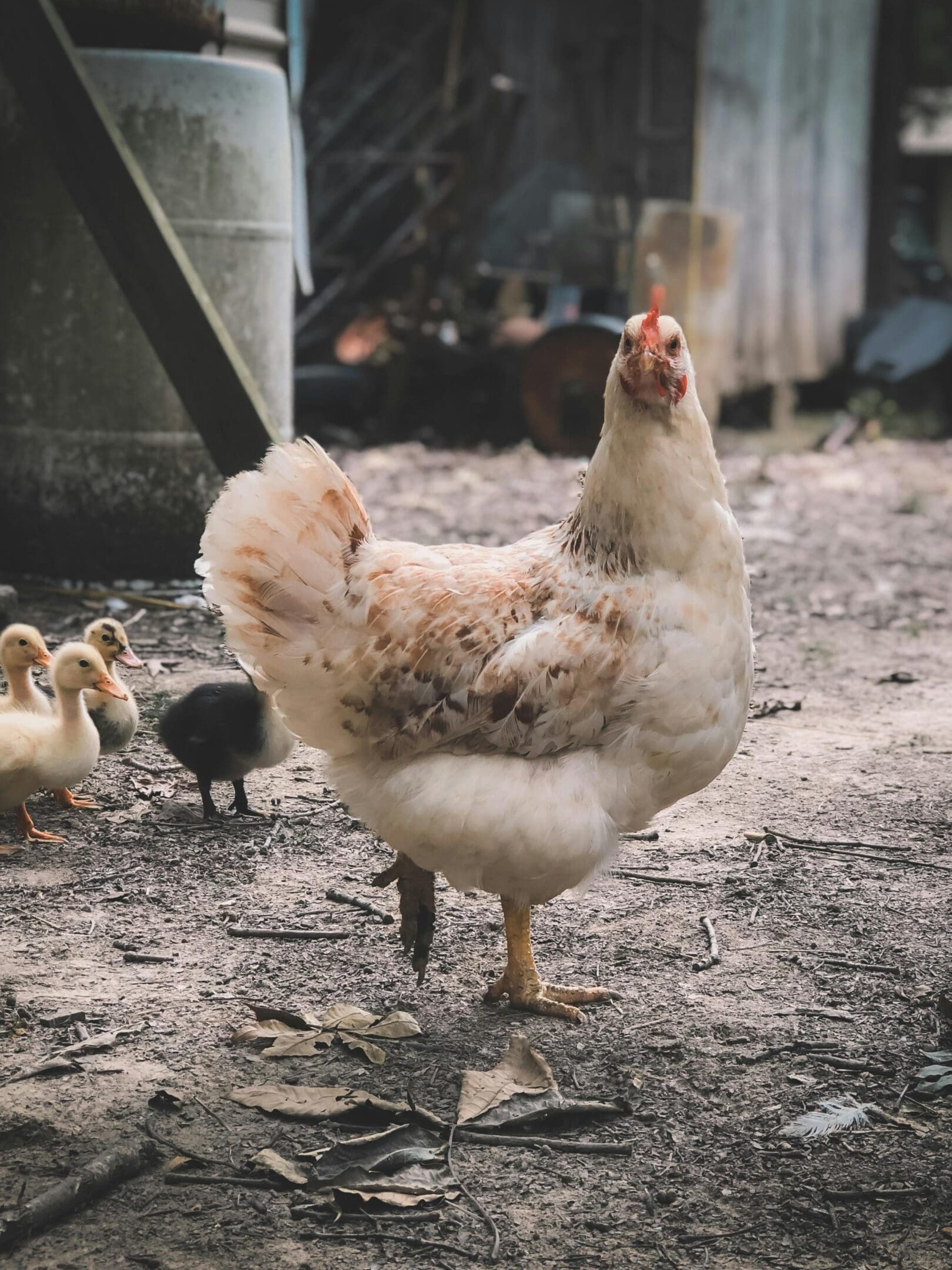 A chicken standing in the dirt with other chickens.