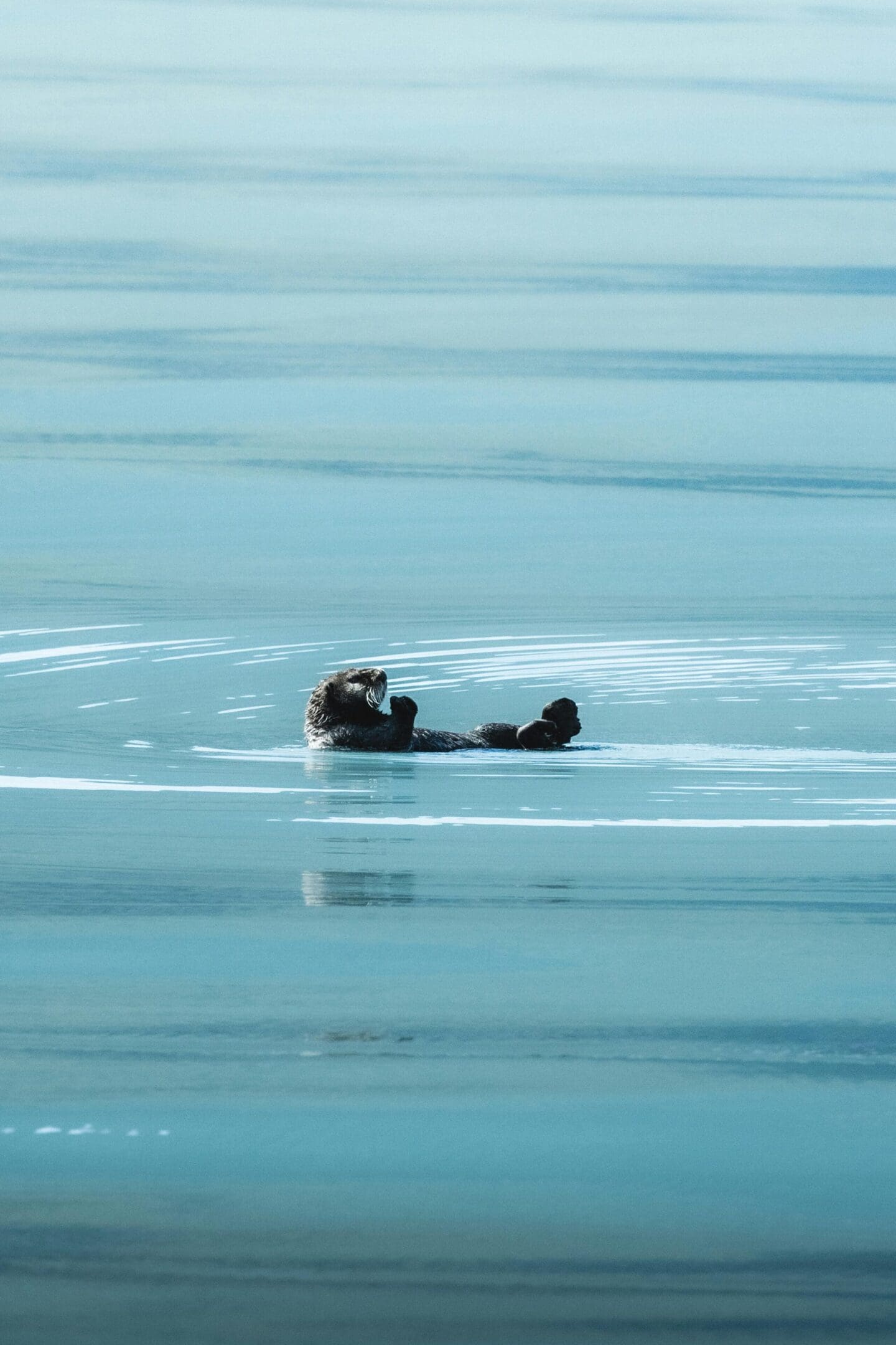 A sea otter floating on top of the water.
