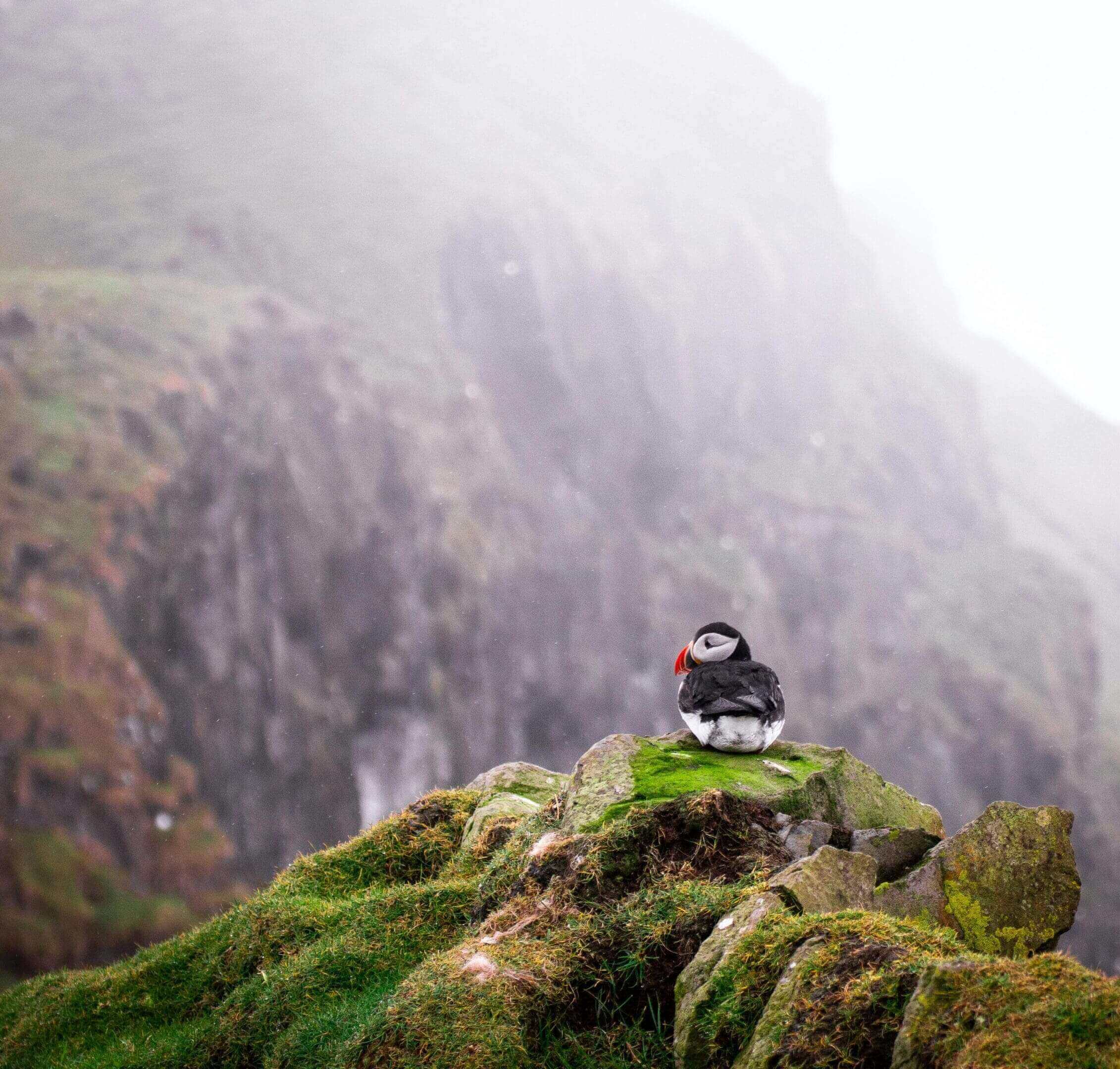 Puffin perched on mossy rock cliff.