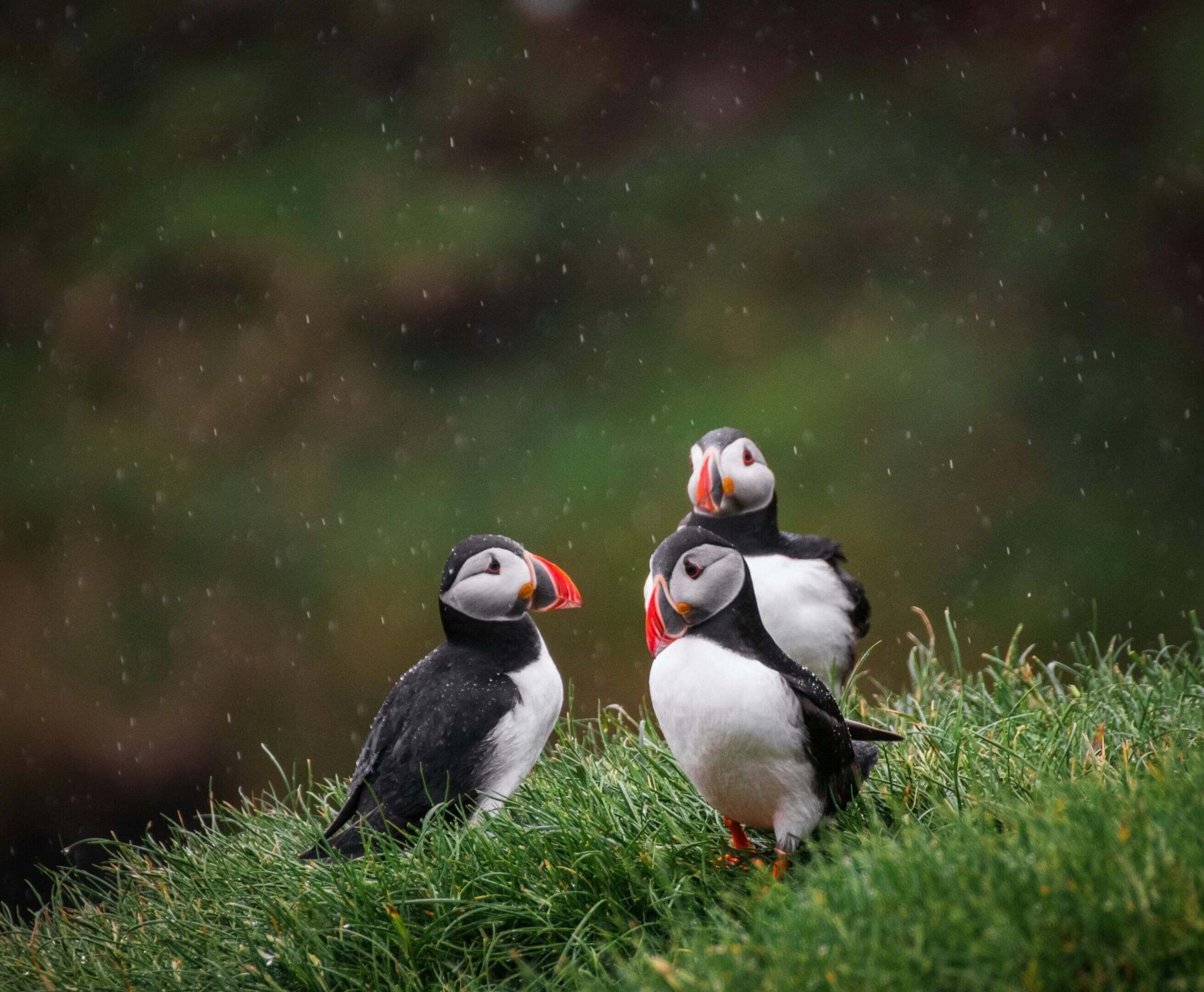 Three puffins huddled in grass, rain.