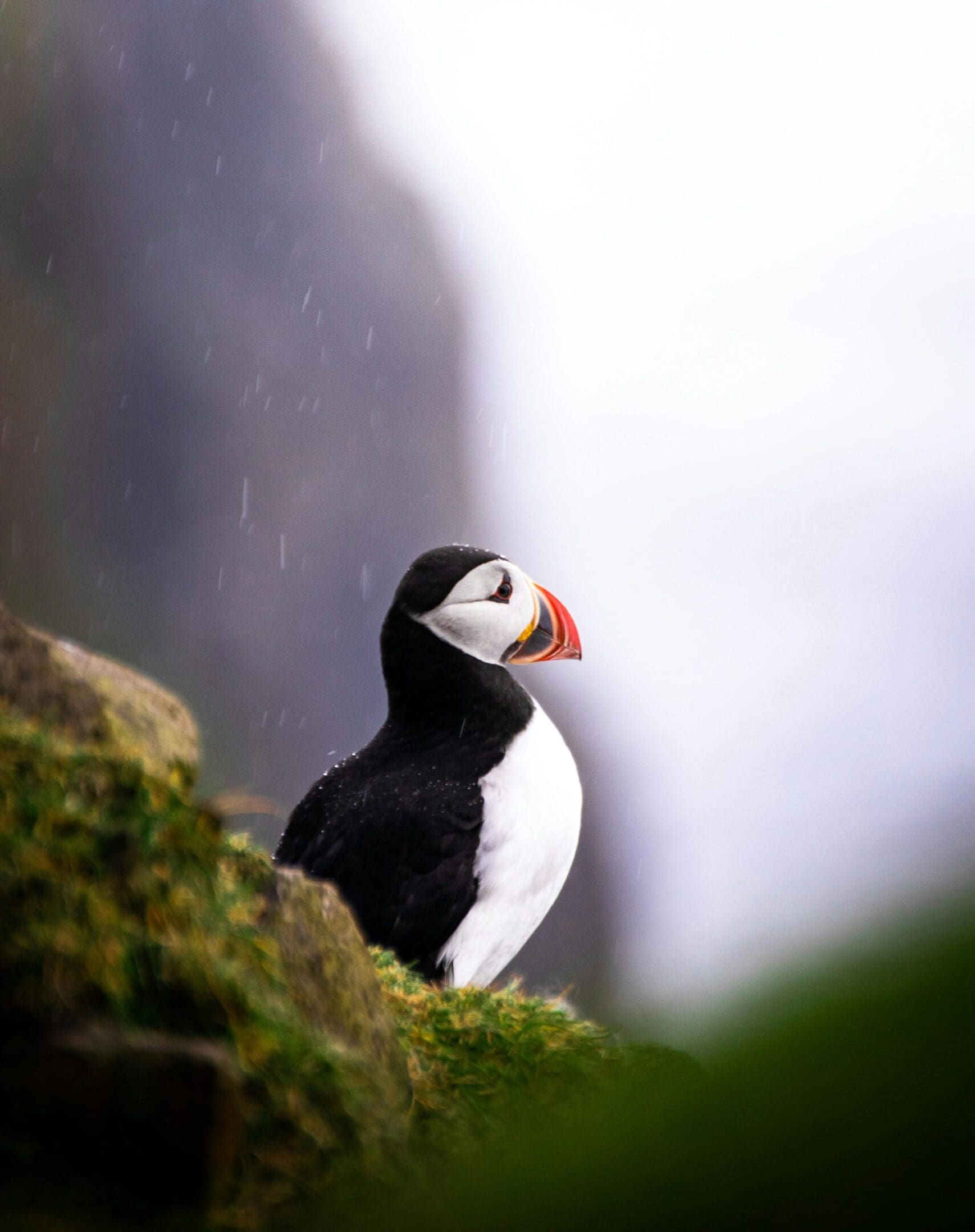 Atlantic puffin in rain, perched on rock.