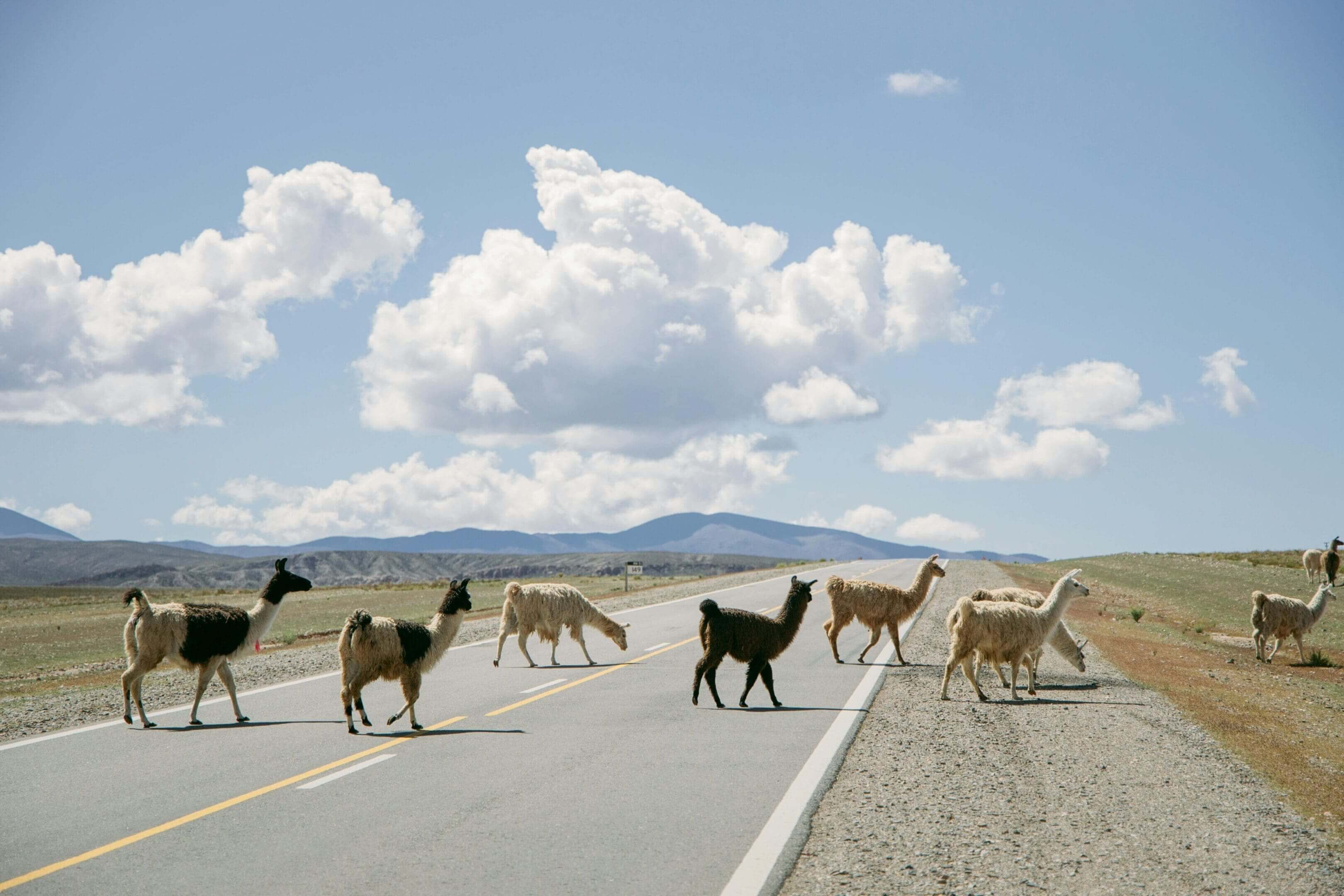 A herd of llamas crossing the street in front of some mountains.