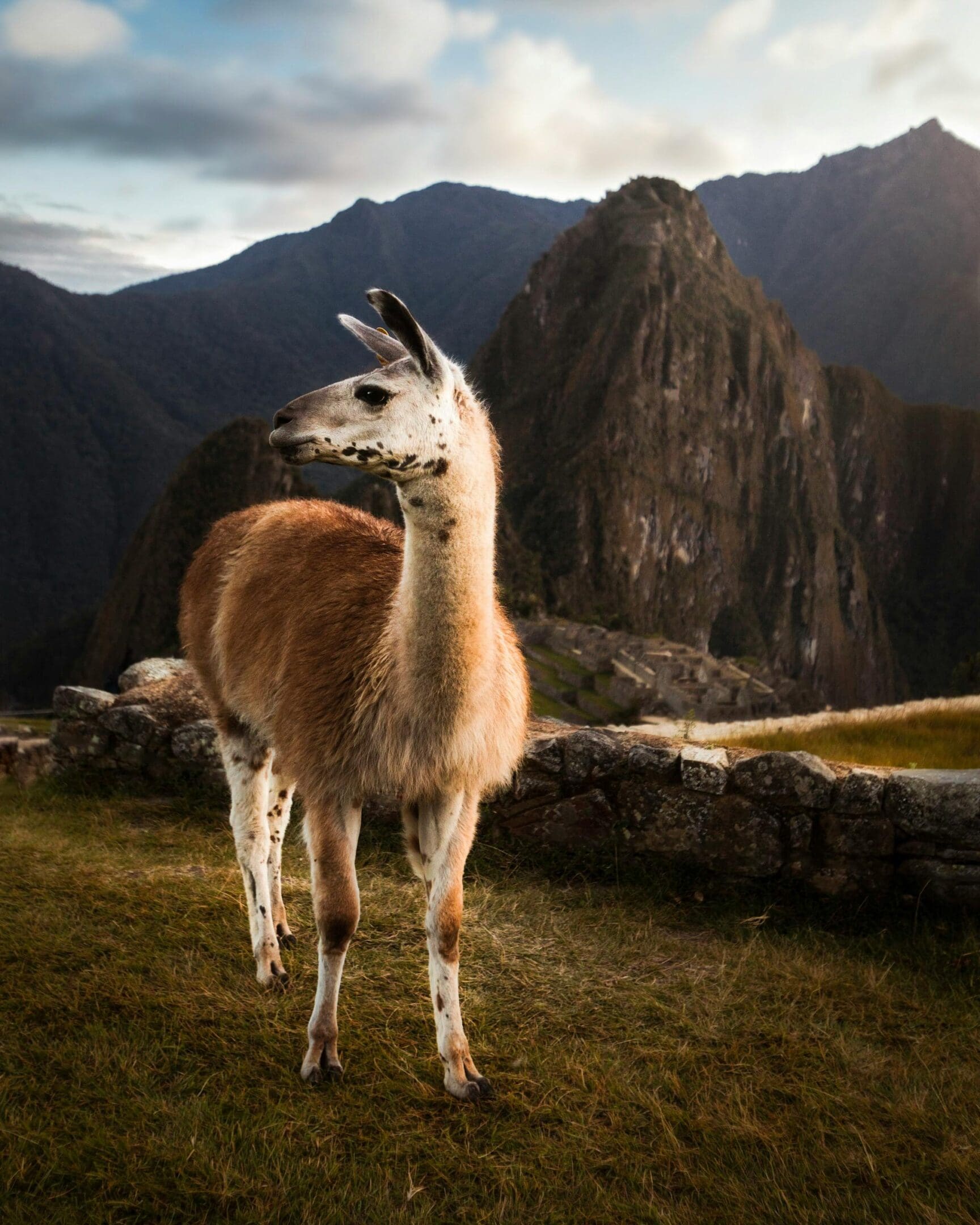 A llama standing on top of a grass covered field.