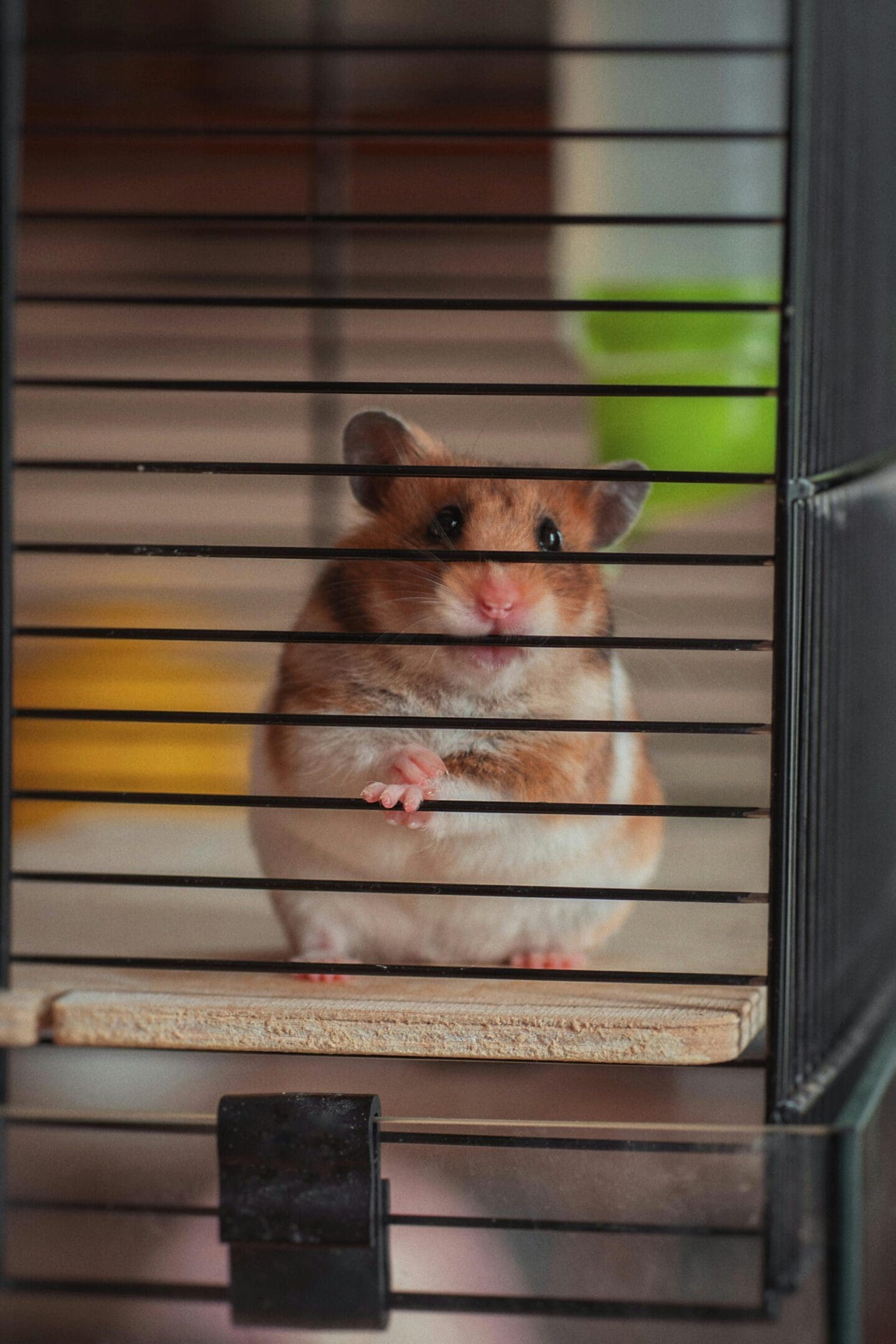 A hamster standing in its cage looking out the window.