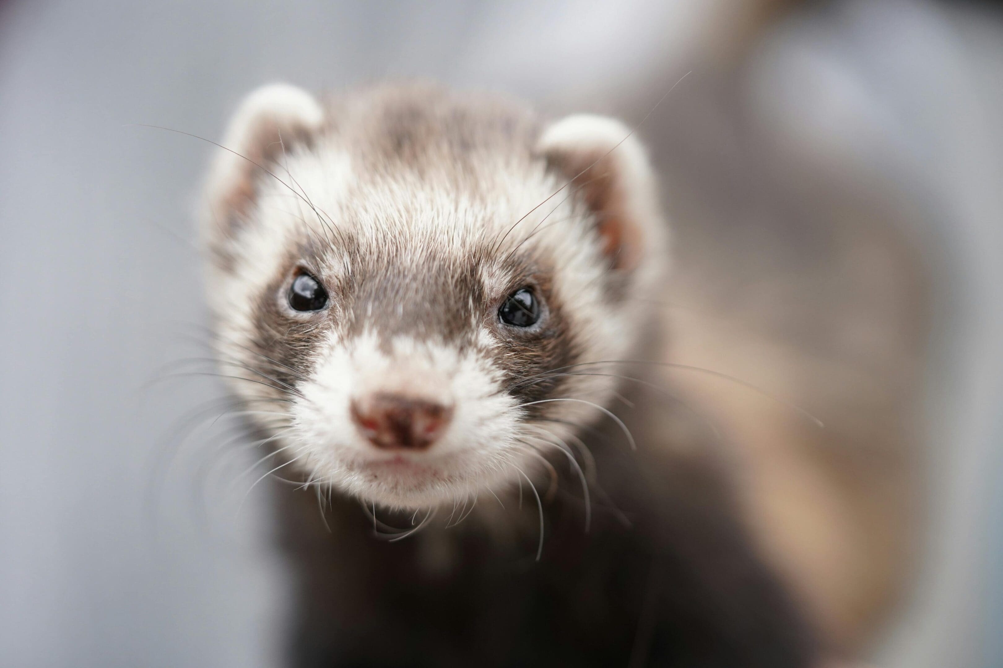A close up of a ferret 's face