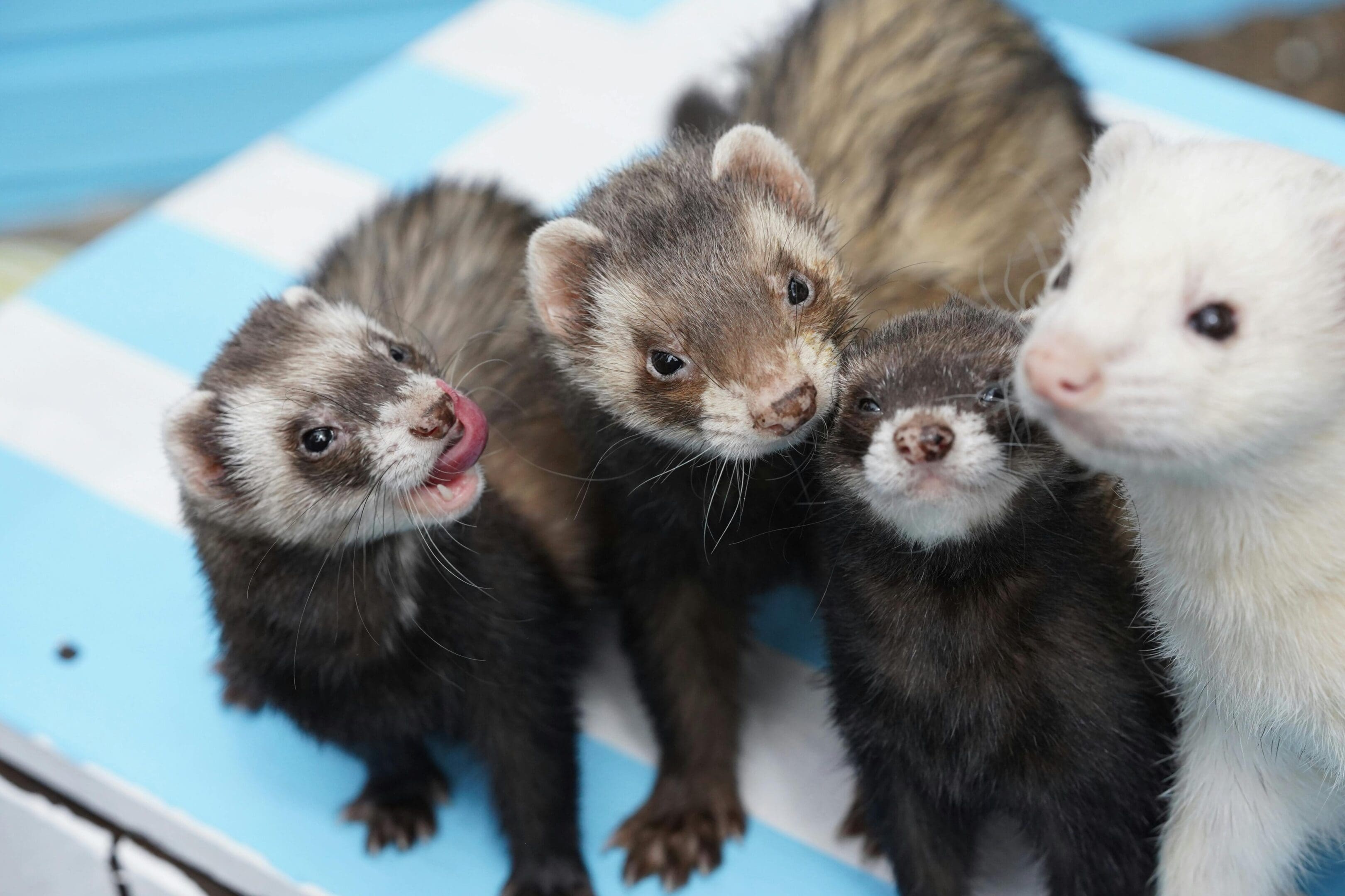 A group of ferrets sitting next to each other.