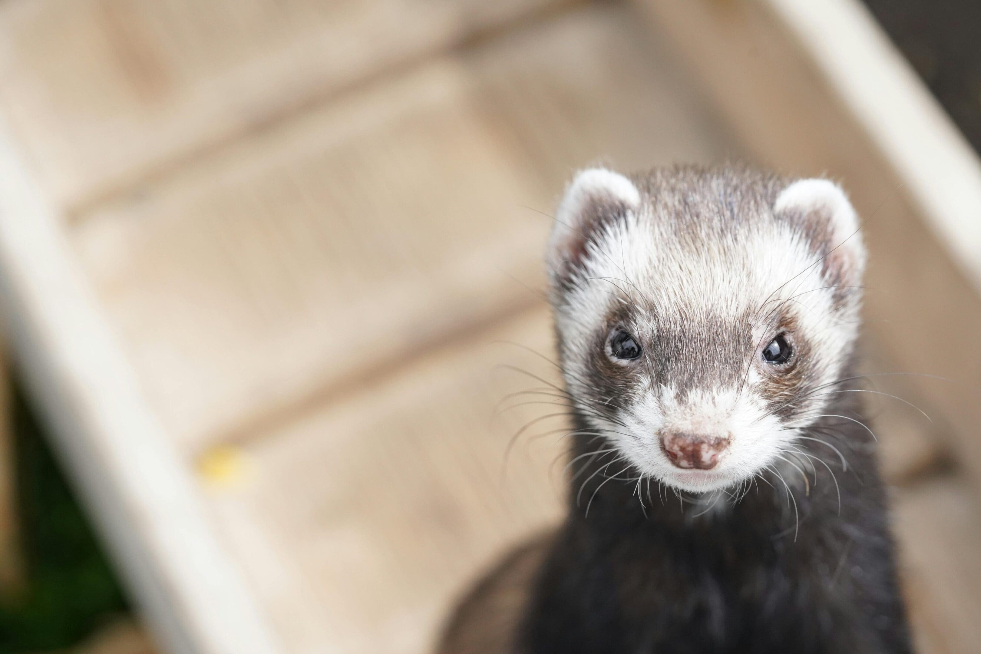A ferret is looking at the camera.