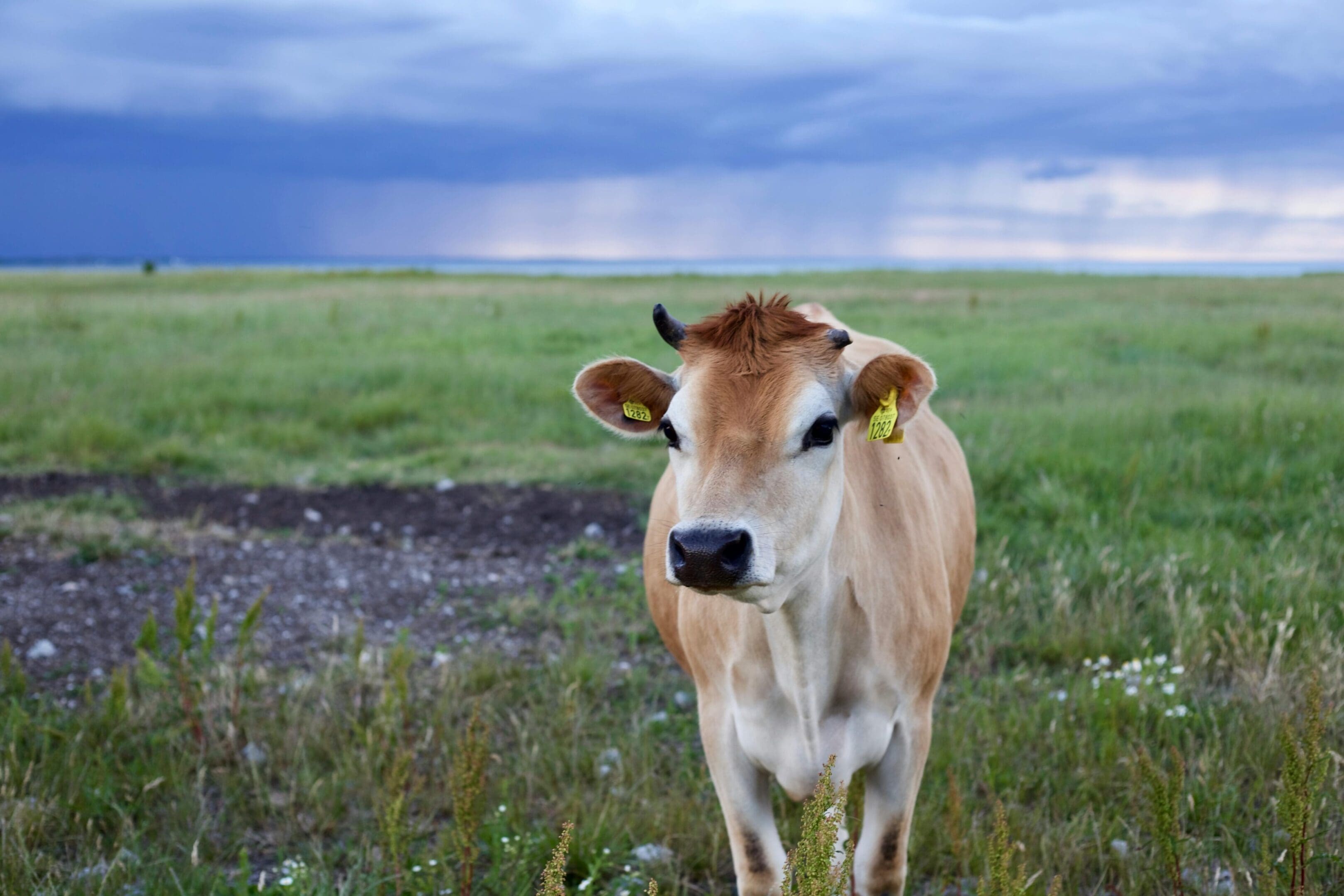 A brown and white cow standing in the grass.