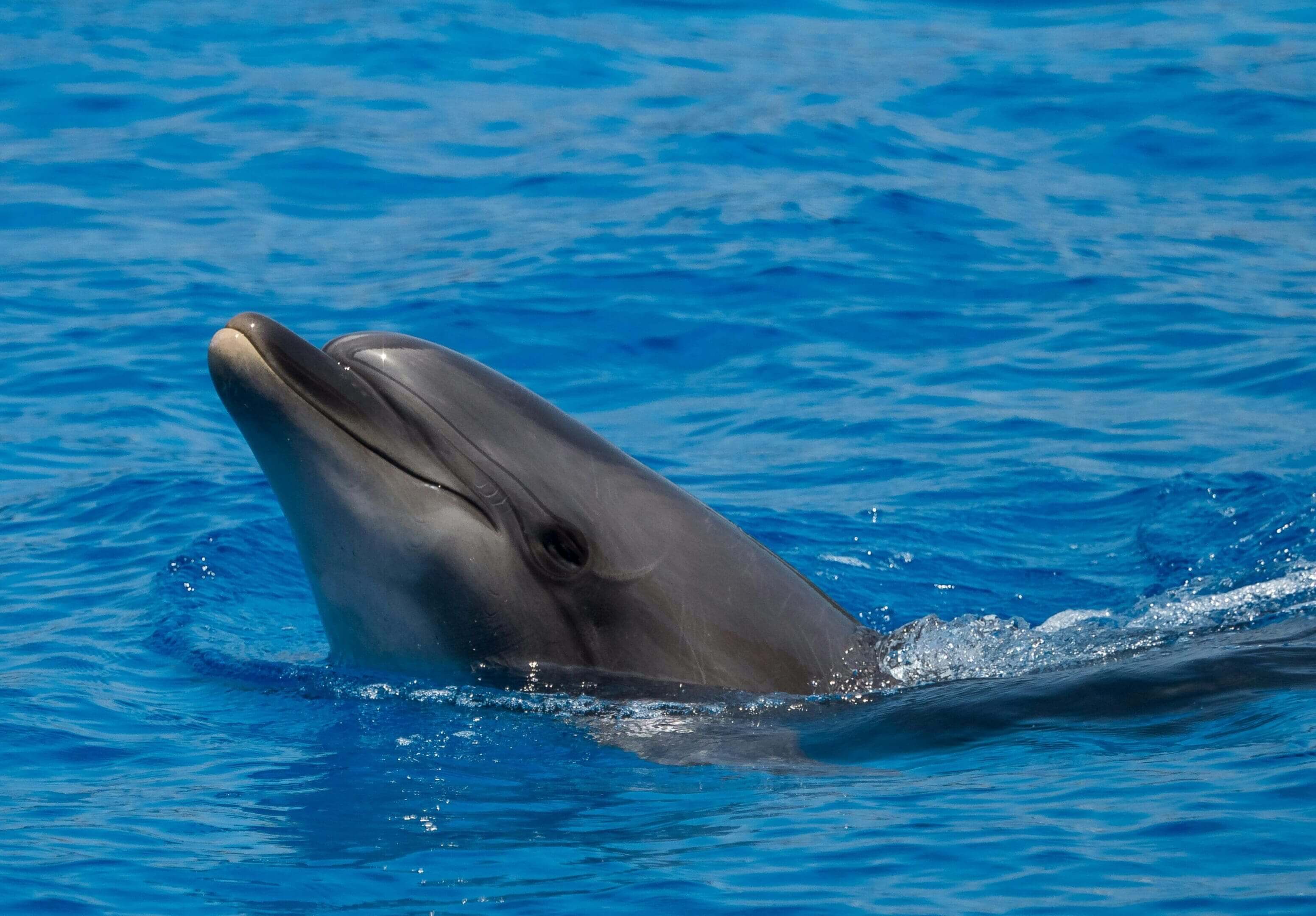 A dolphin is swimming in the water.