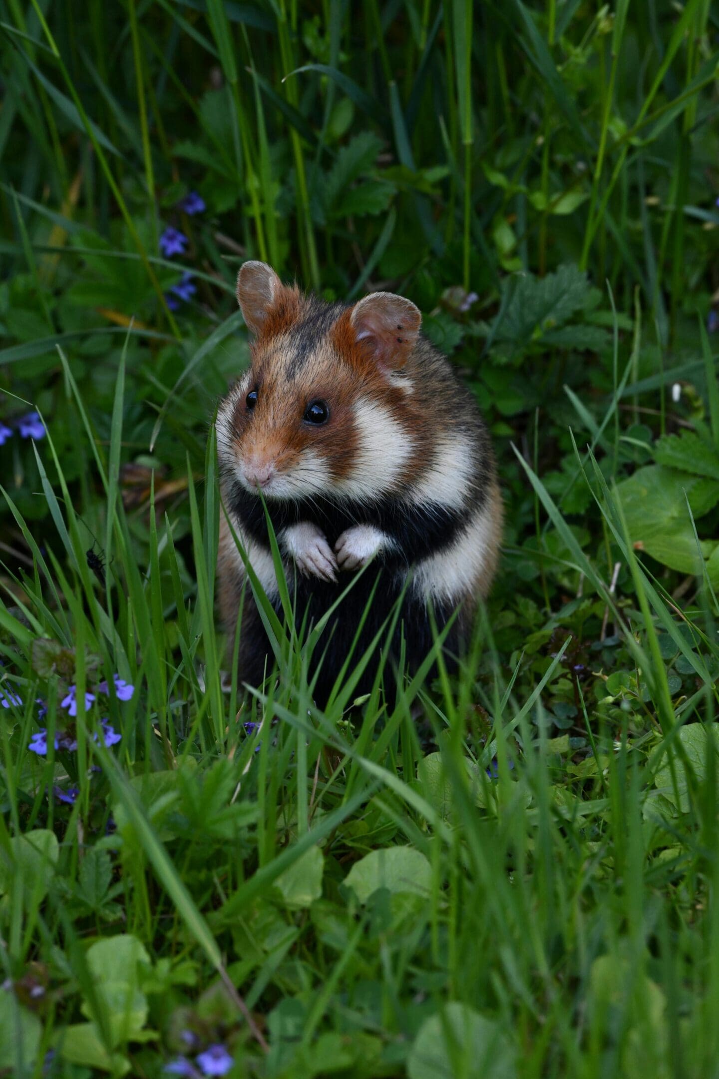 A hamster standing in the grass looking at the camera.