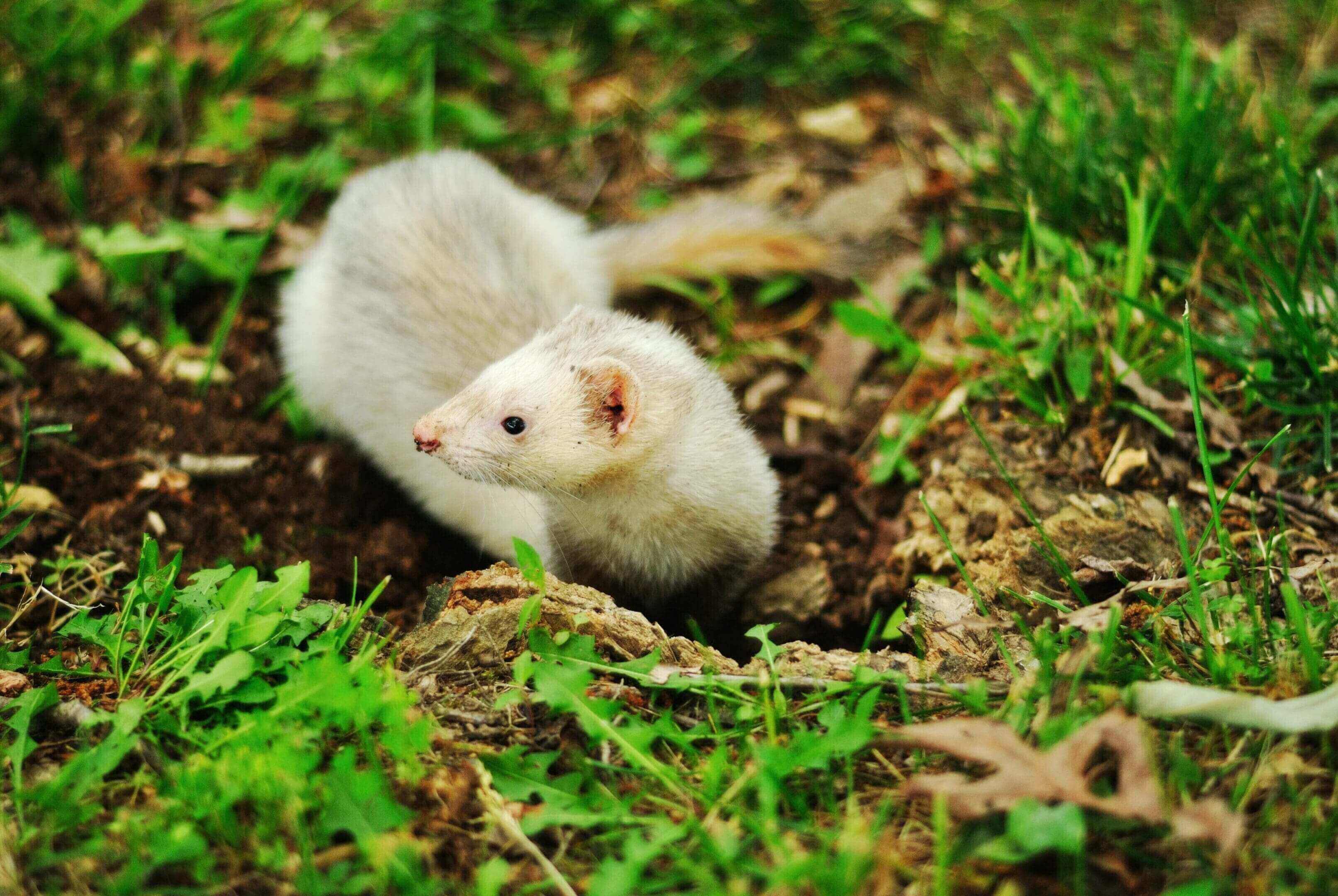 A white ferret is standing in the dirt.