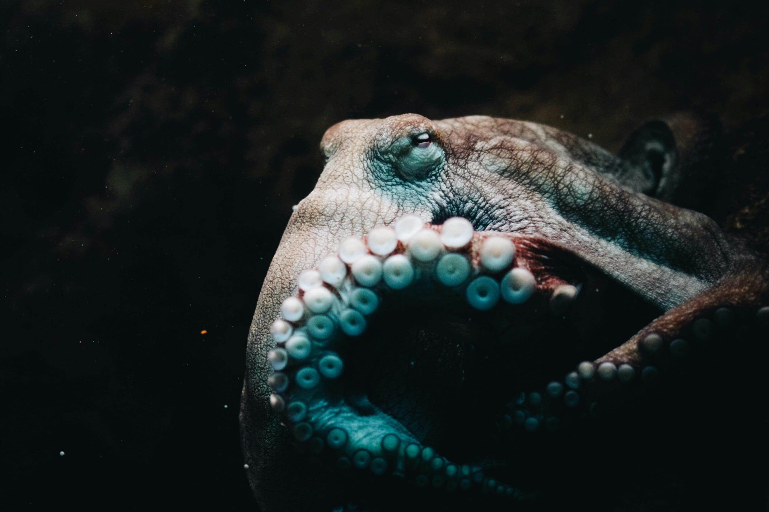 A close up of an octopus with its mouth open