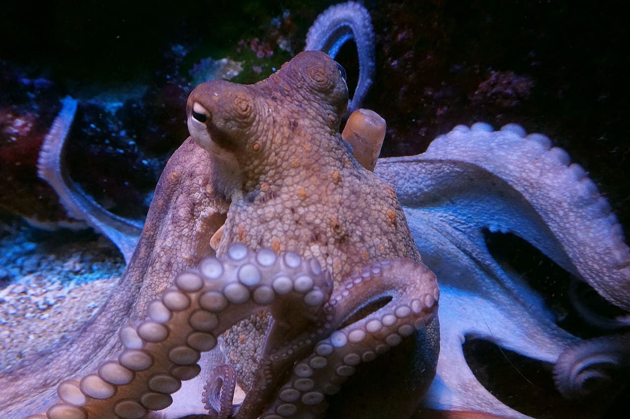 A close up of an octopus in the water
